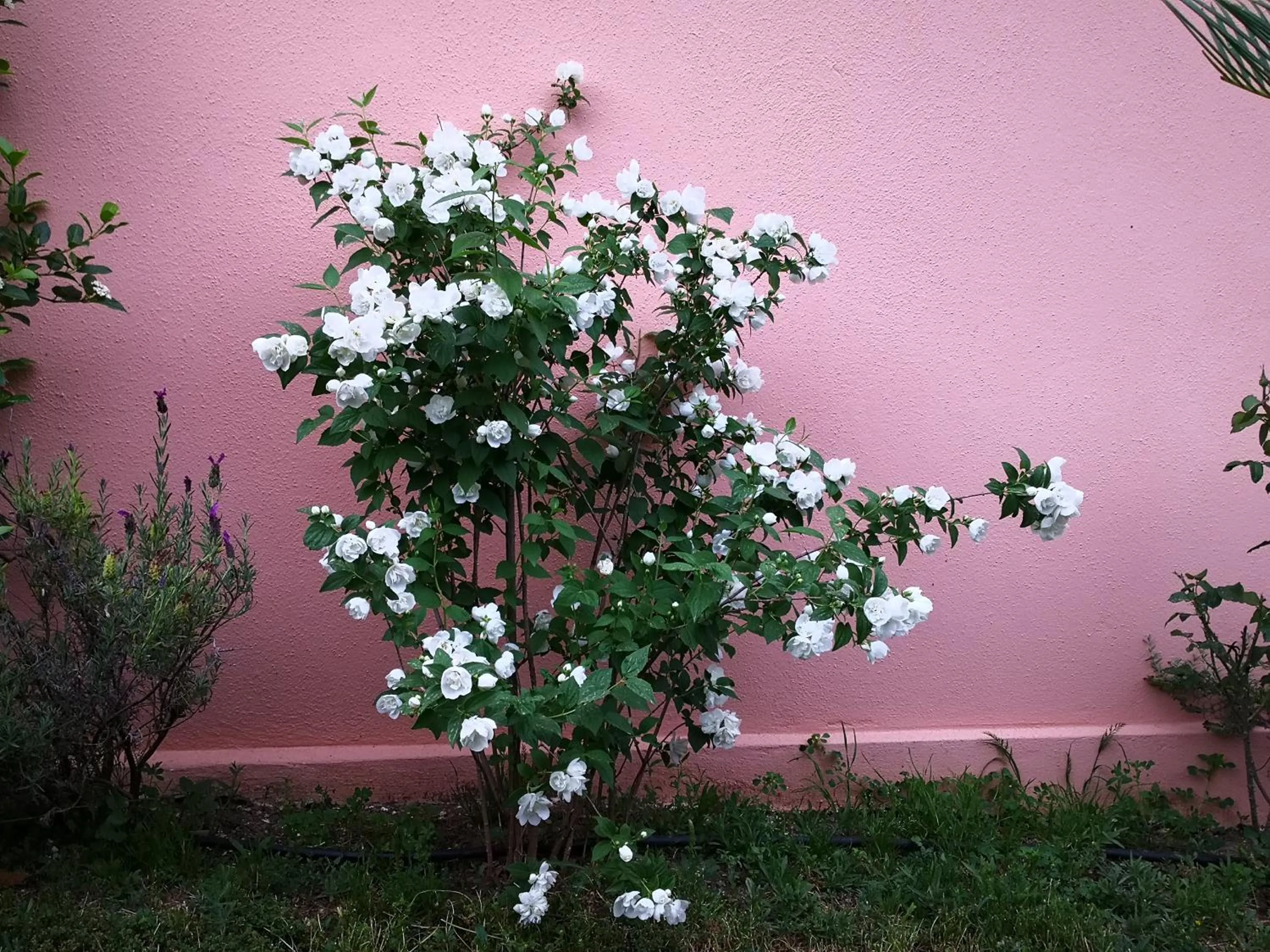Garden in Zia Chiarina