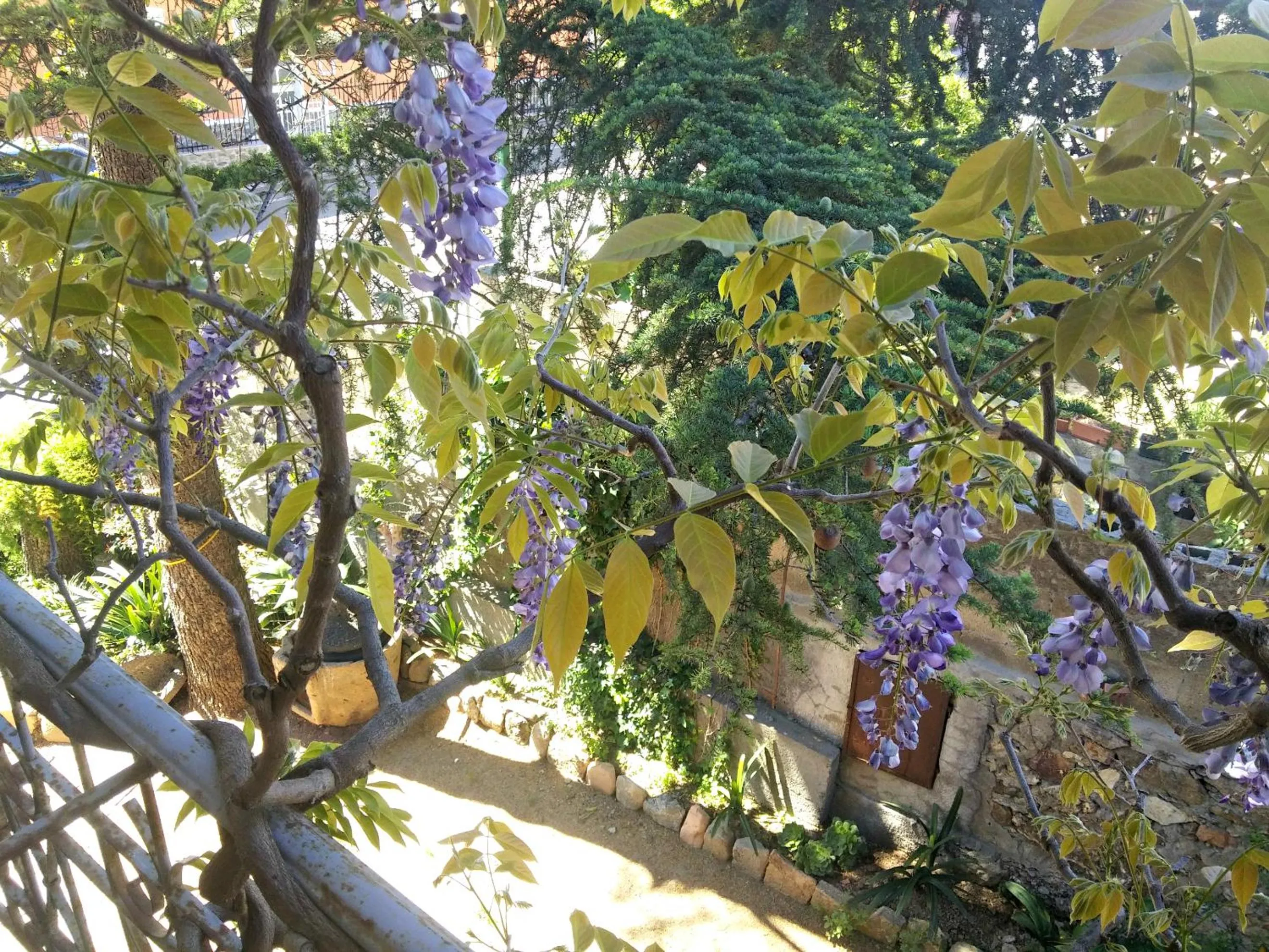 Garden in Zia Chiarina
