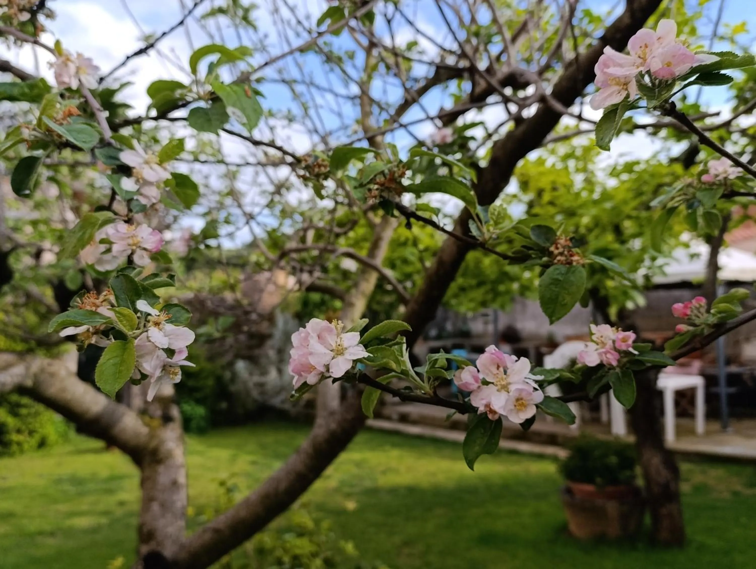 Garden in Zia Chiarina