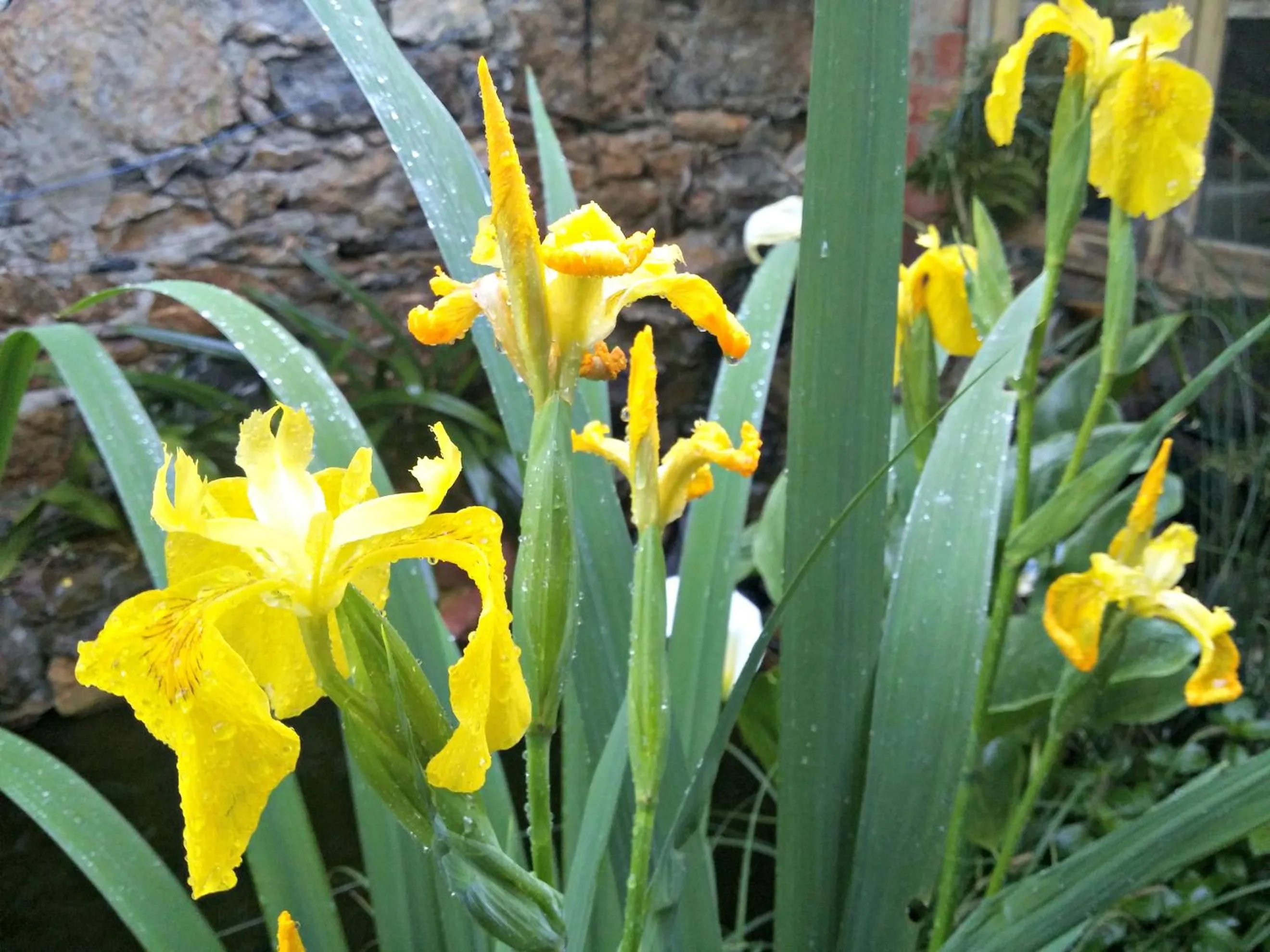 Garden in Zia Chiarina