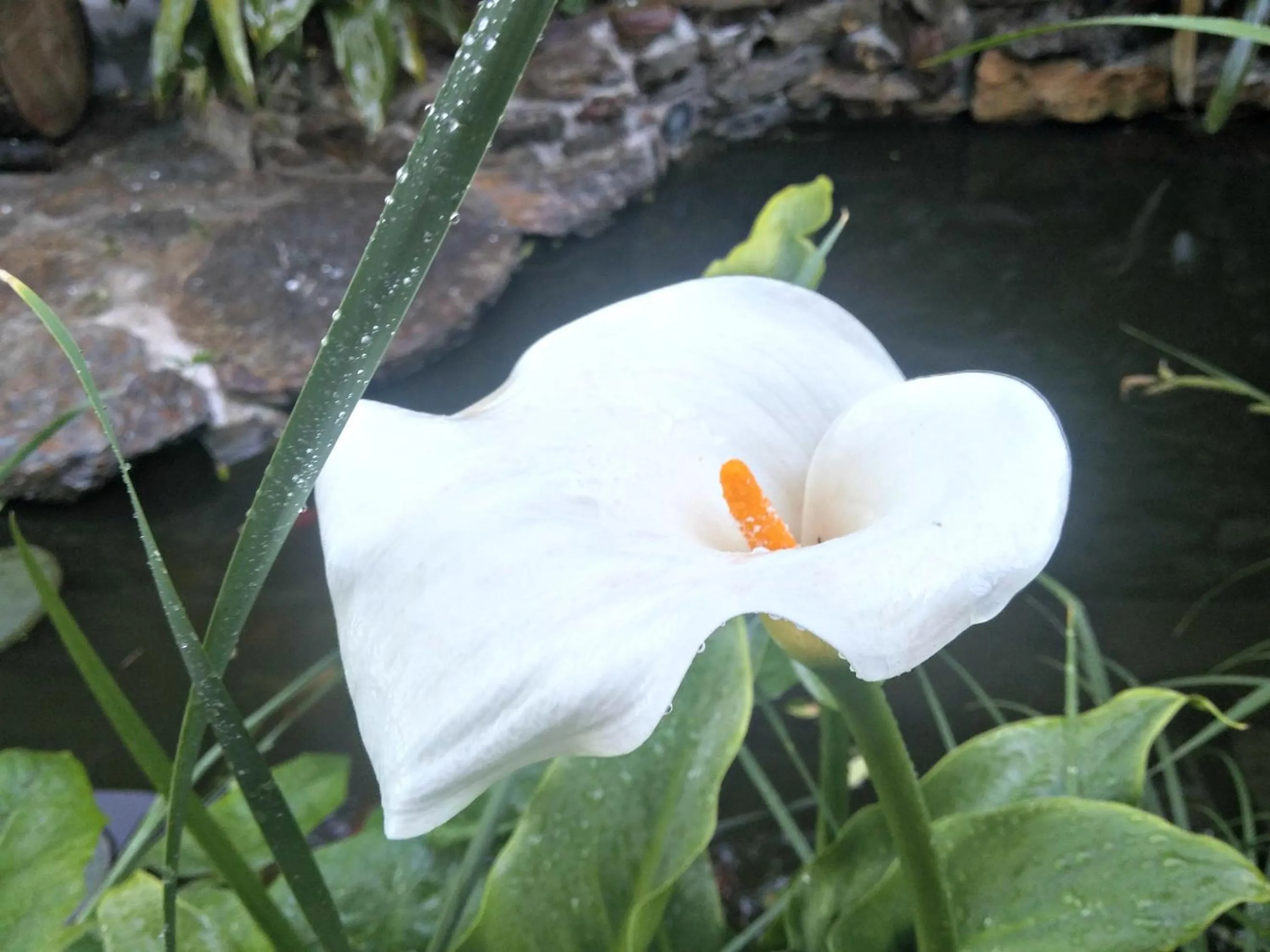 Garden in Zia Chiarina