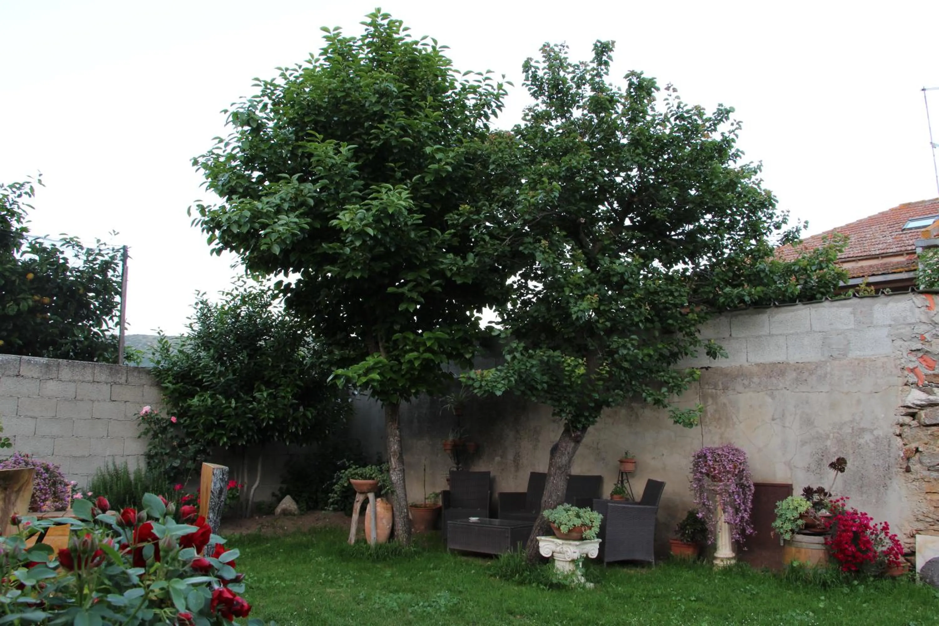 Garden in Zia Chiarina