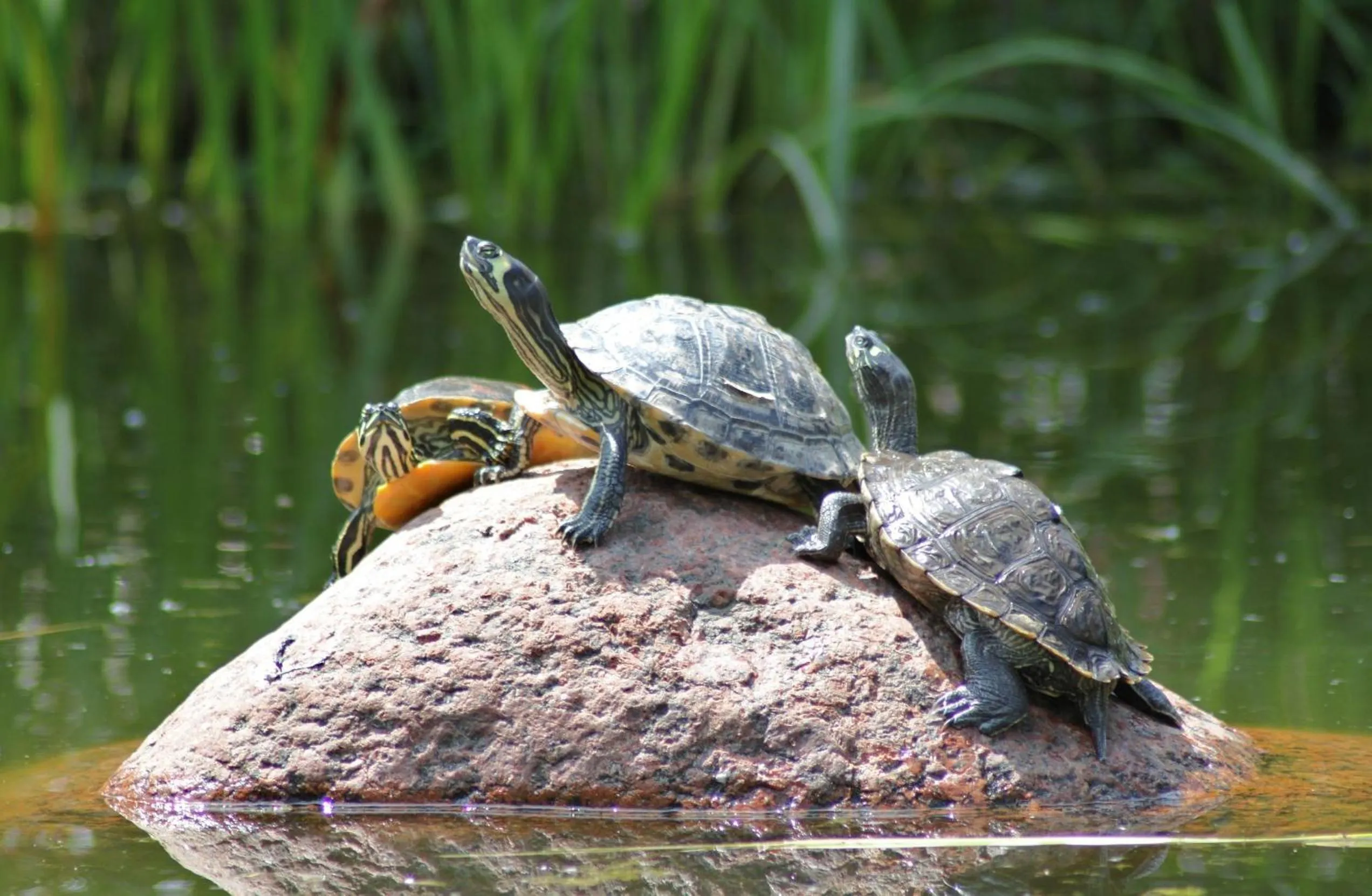 Pets in Hotel Zum Hackstück
