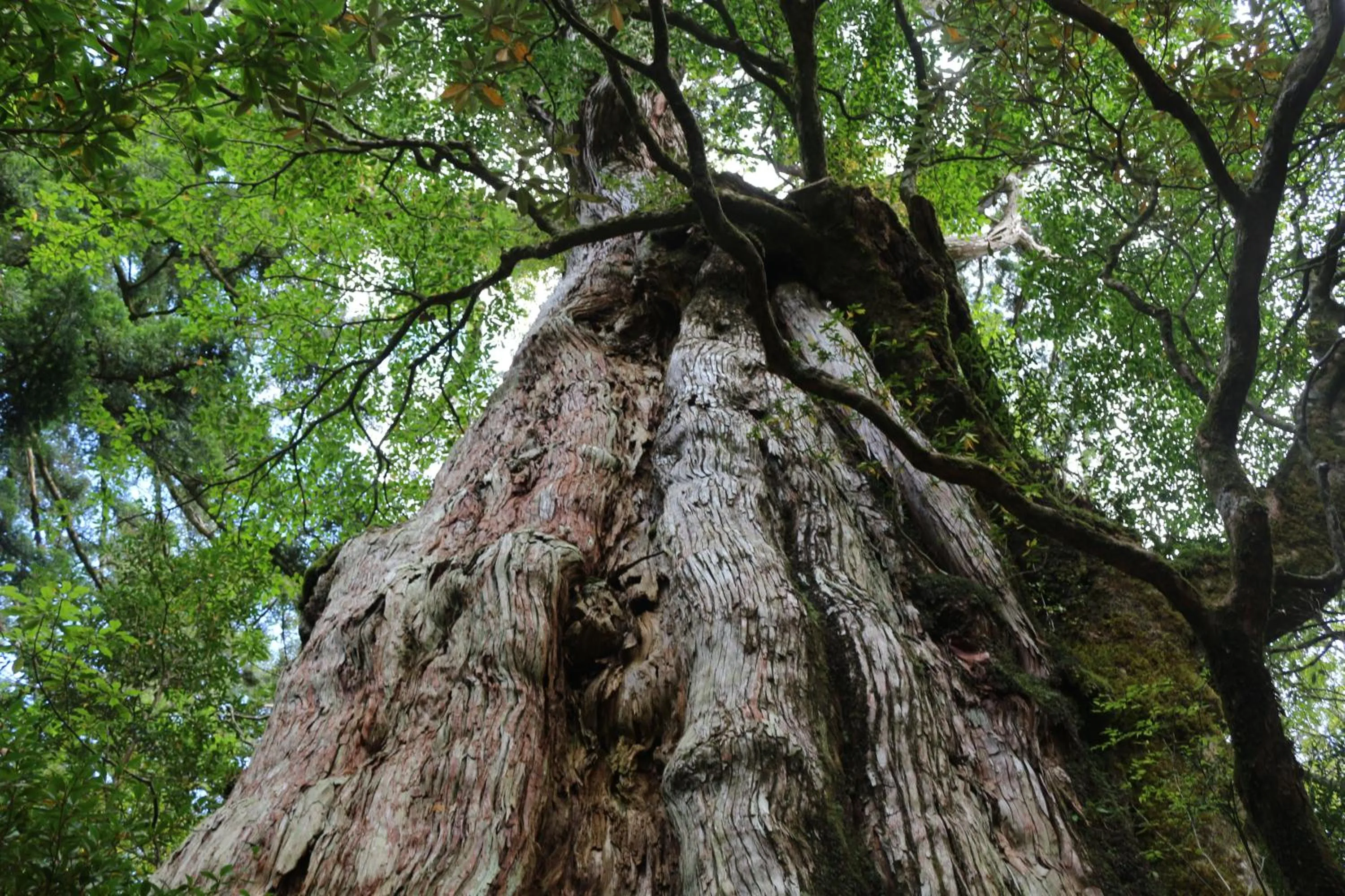 Natural landscape in Cottage Yakusugi House