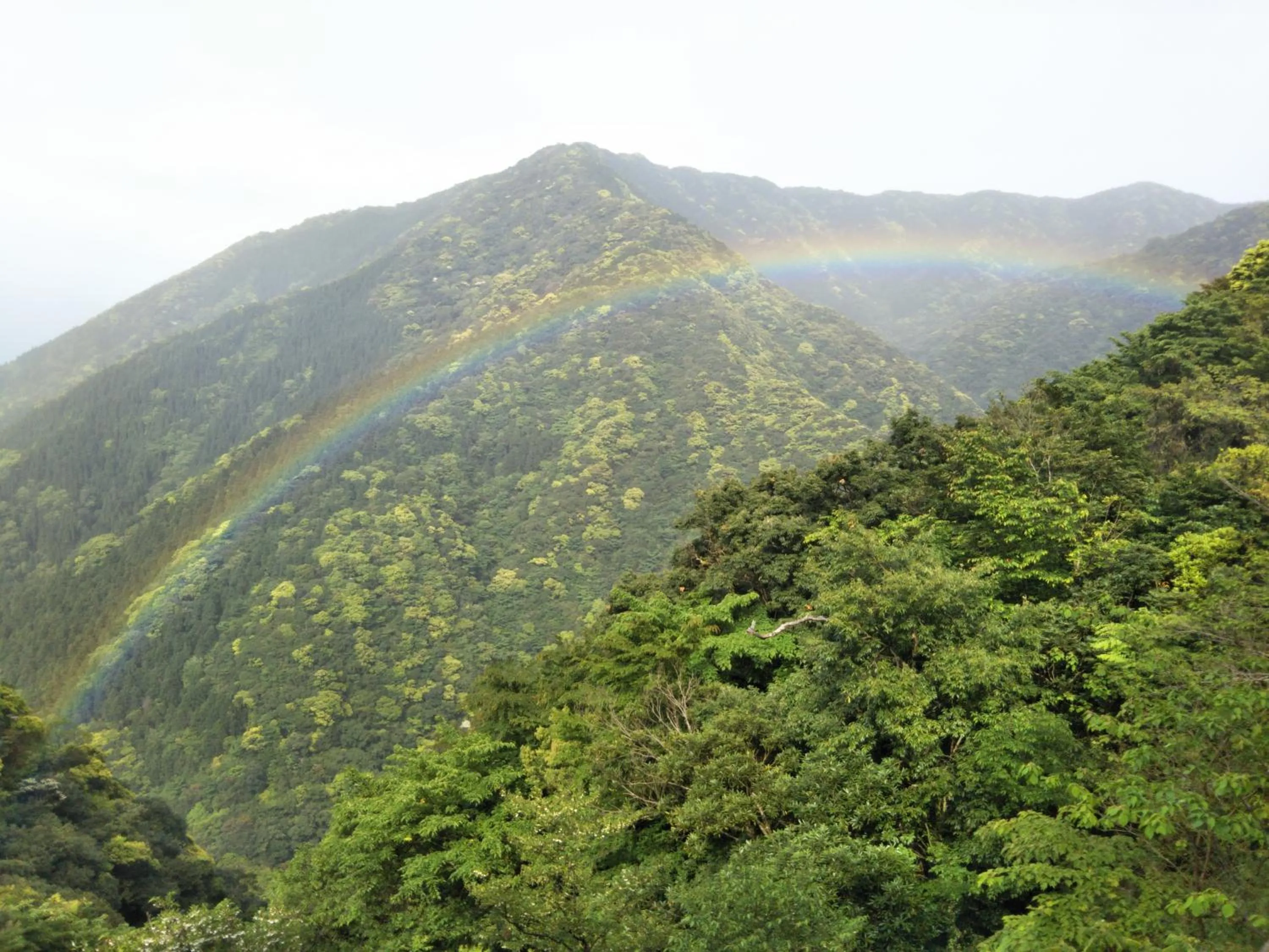 Natural landscape in Cottage Yakusugi House