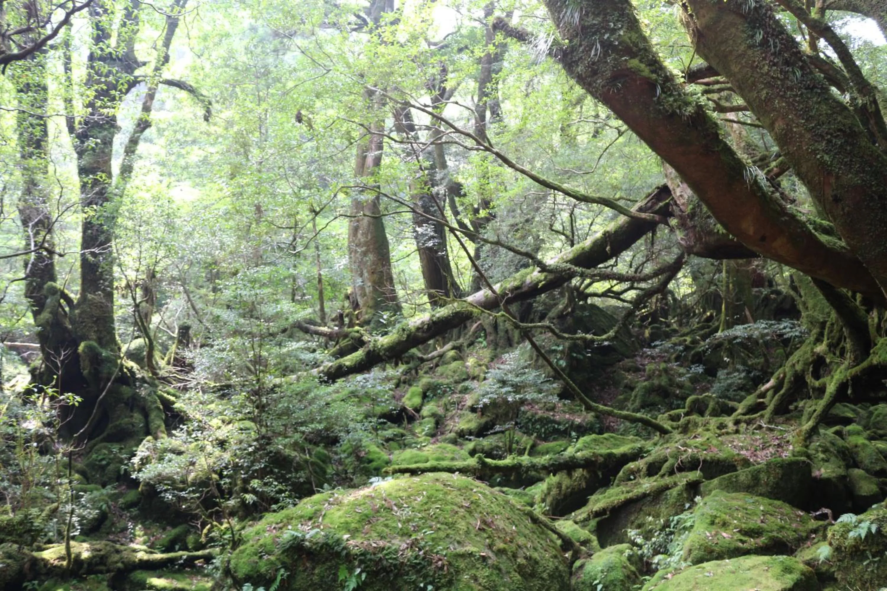 Nearby landmark in Cottage Yakusugi House
