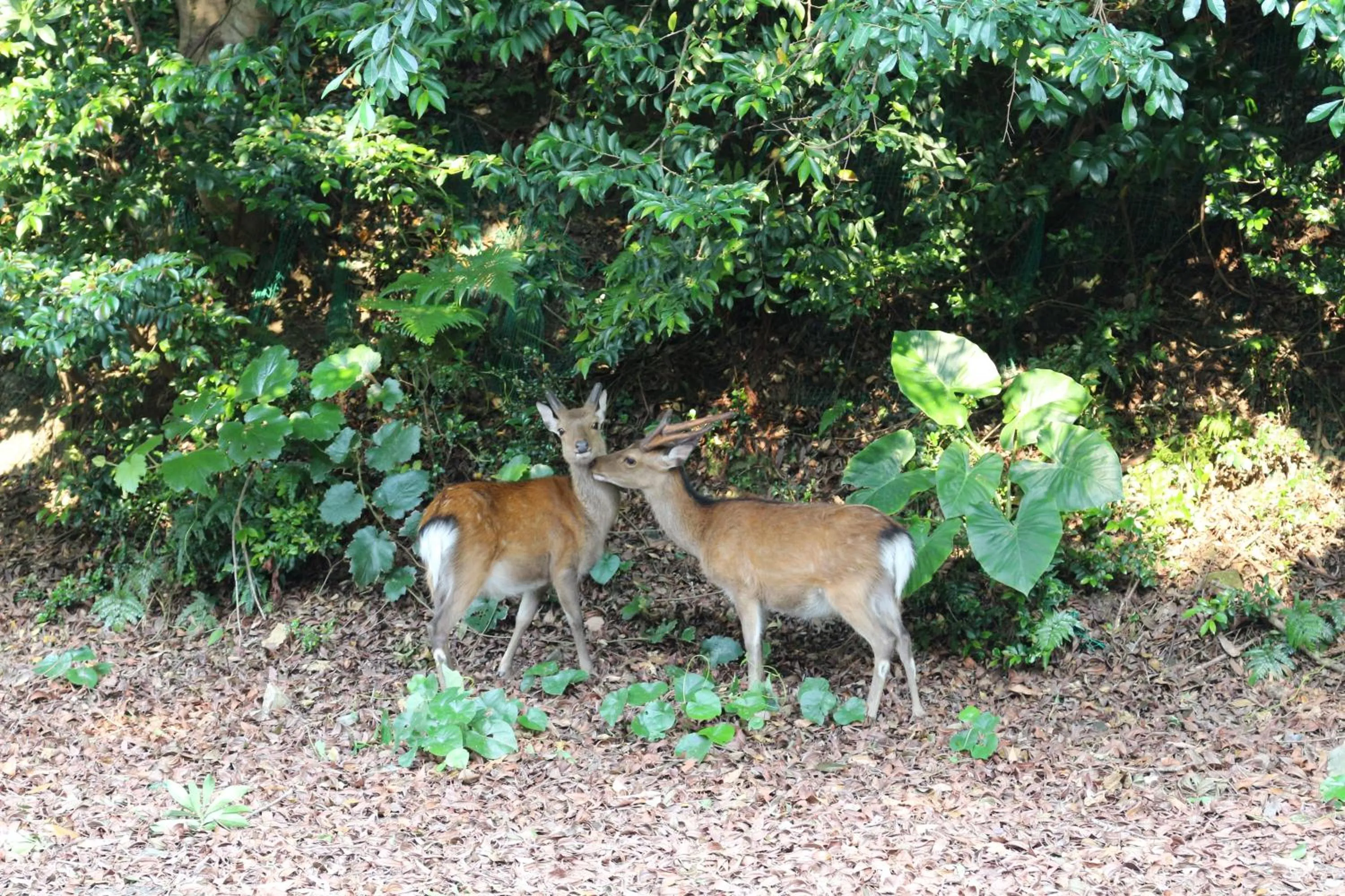 Natural landscape in Cottage Yakusugi House
