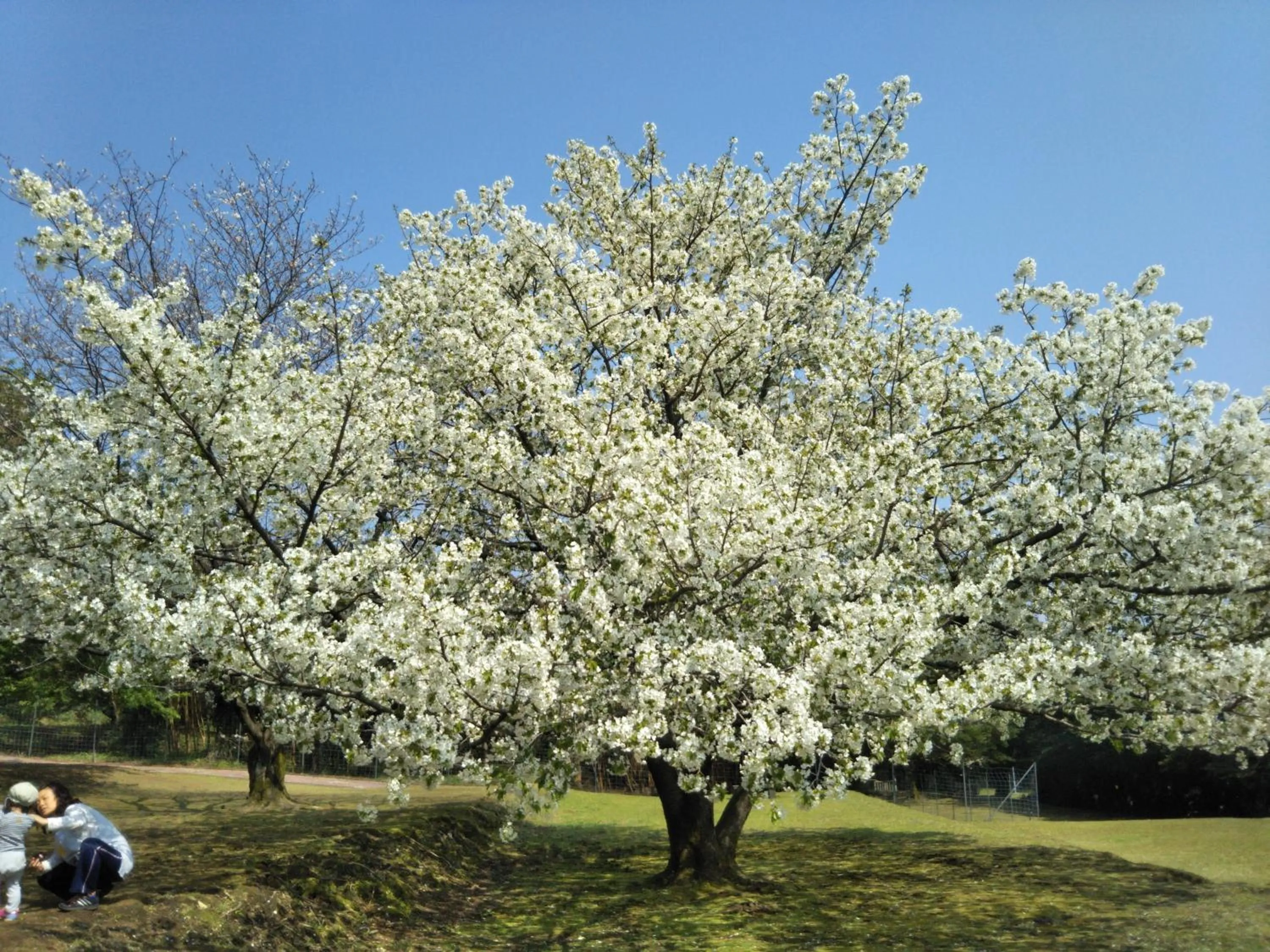 Natural landscape in Cottage Yakusugi House