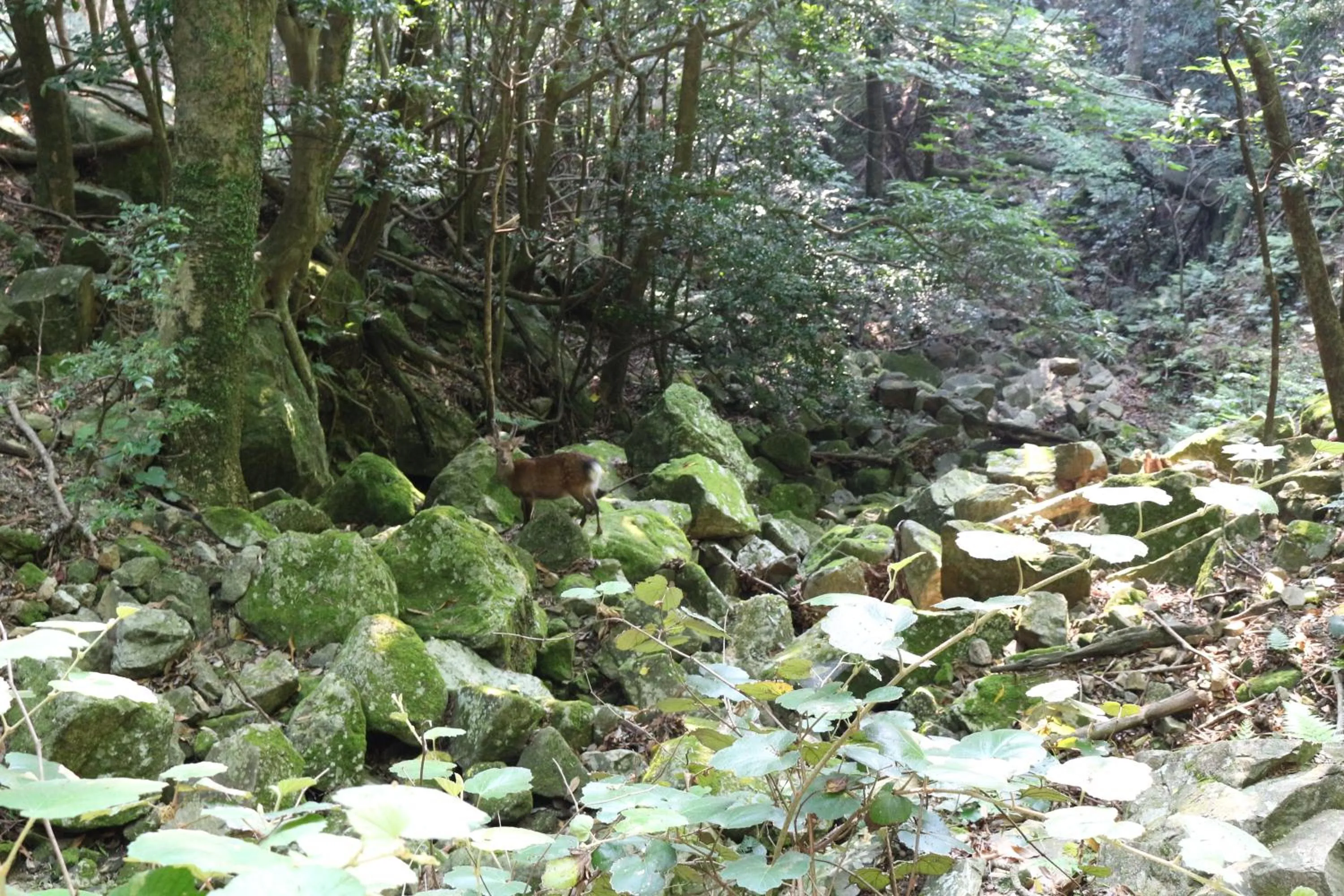 Natural landscape in Cottage Yakusugi House