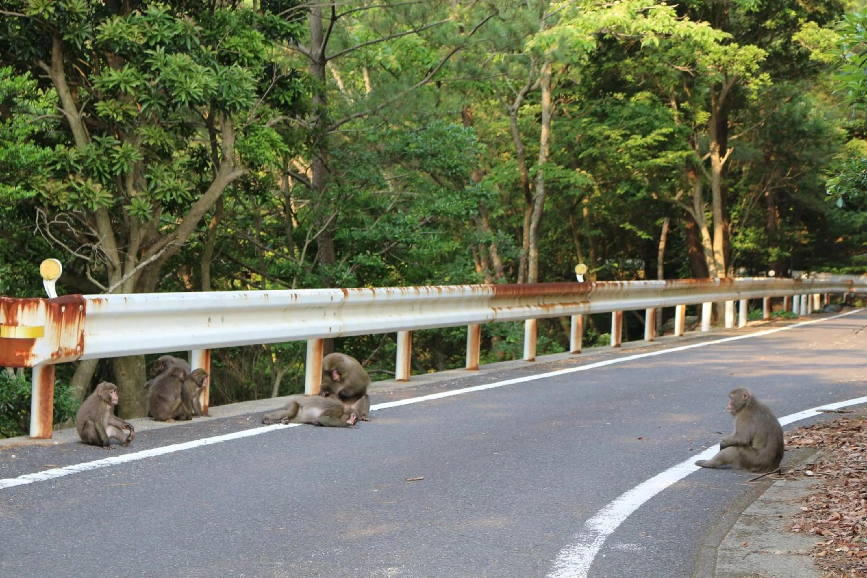 Natural landscape in Cottage Yakusugi House