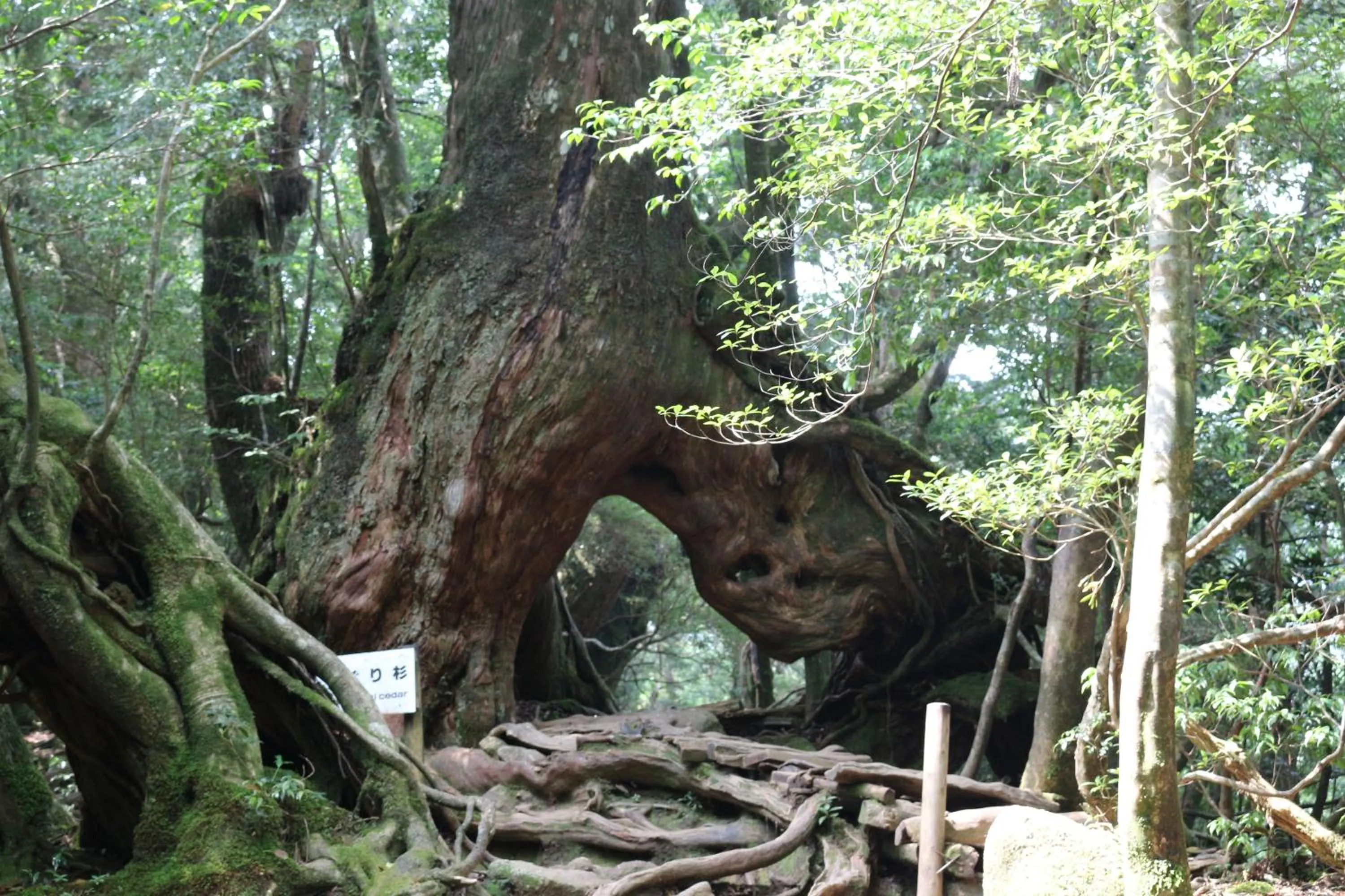 Nearby landmark in Cottage Yakusugi House
