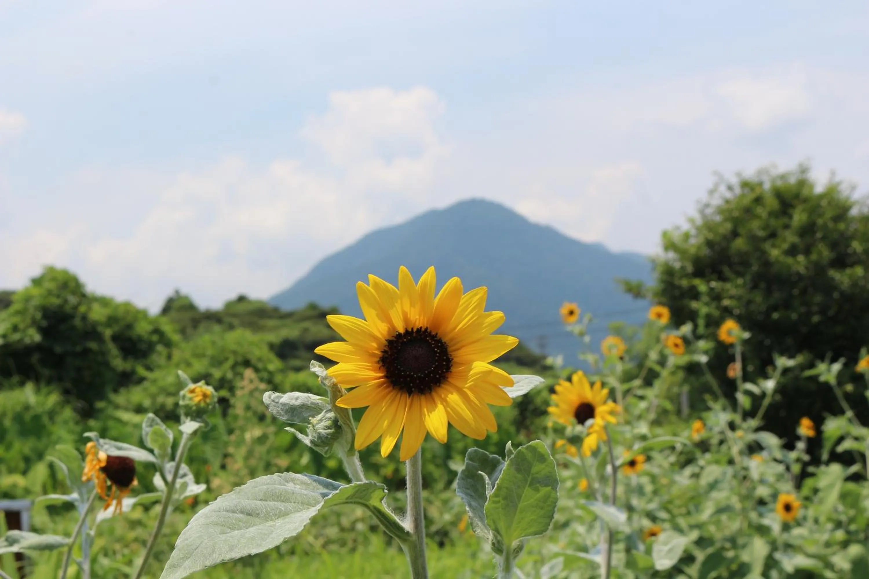 Neighbourhood in Cottage Yakusugi House