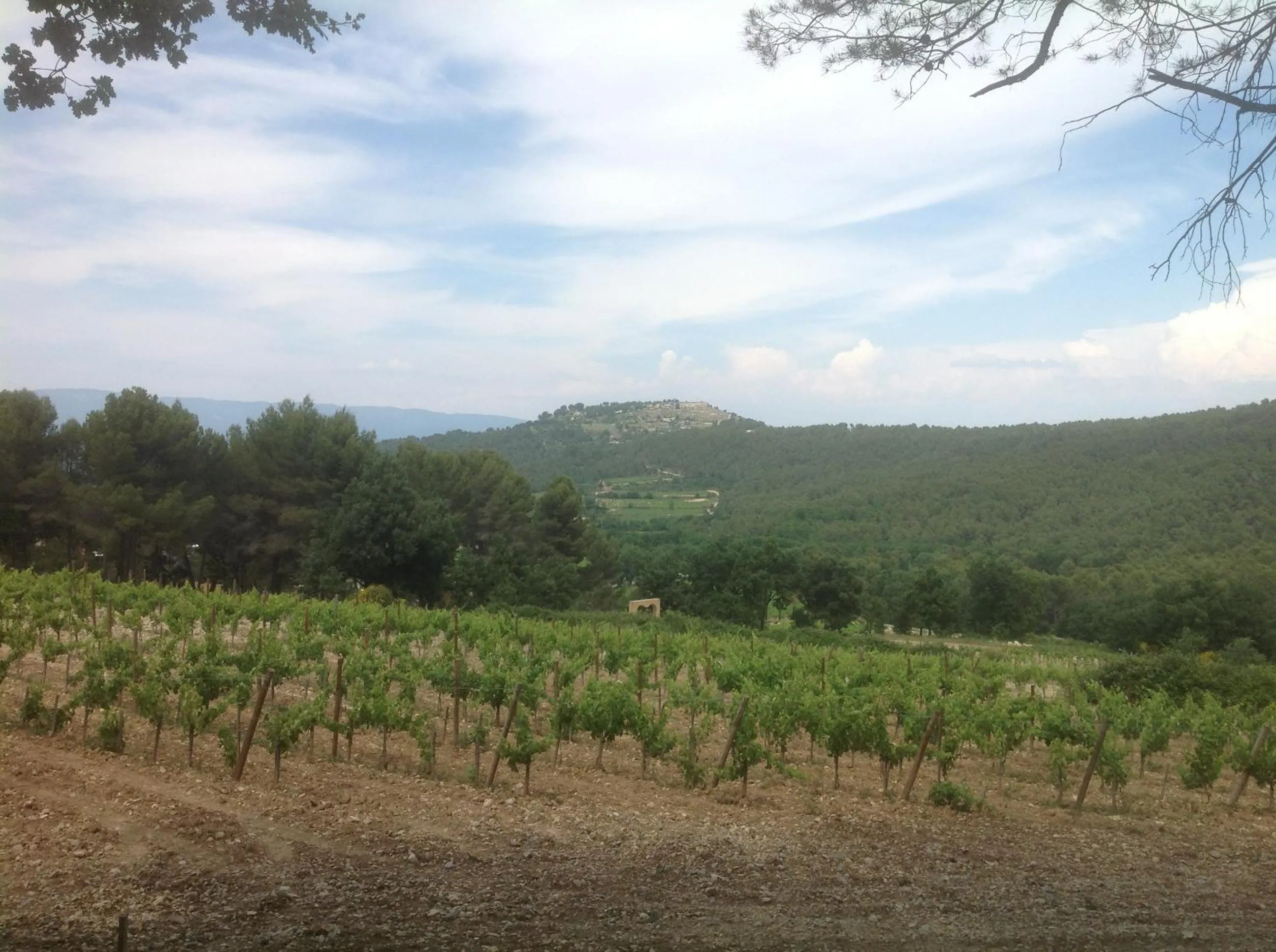 Restaurant/places to eat in Le petit Figuier