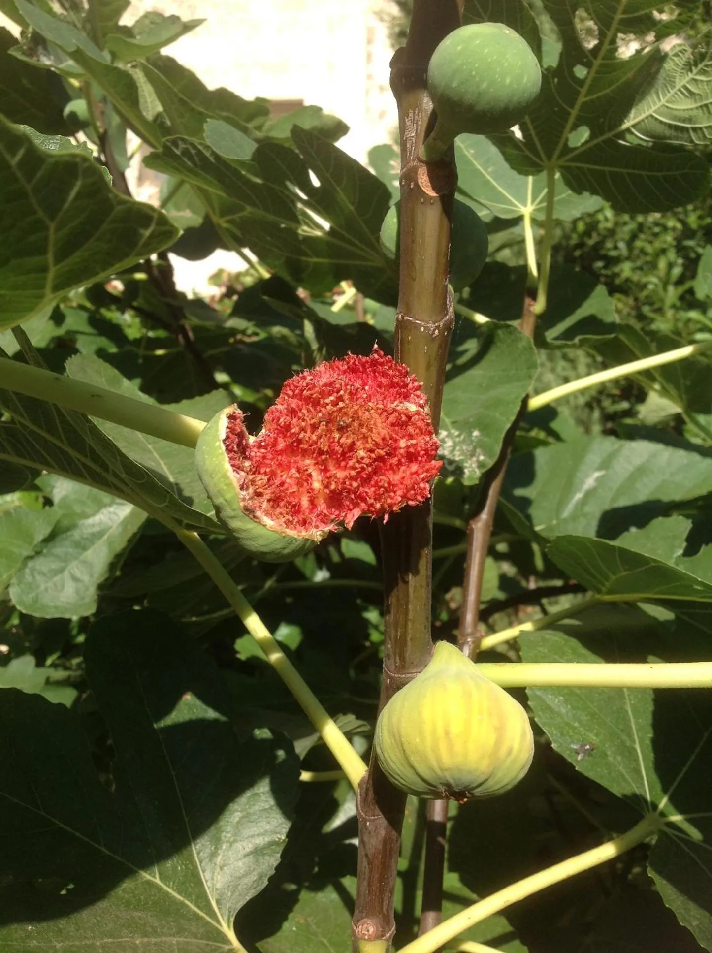 Garden in Le petit Figuier