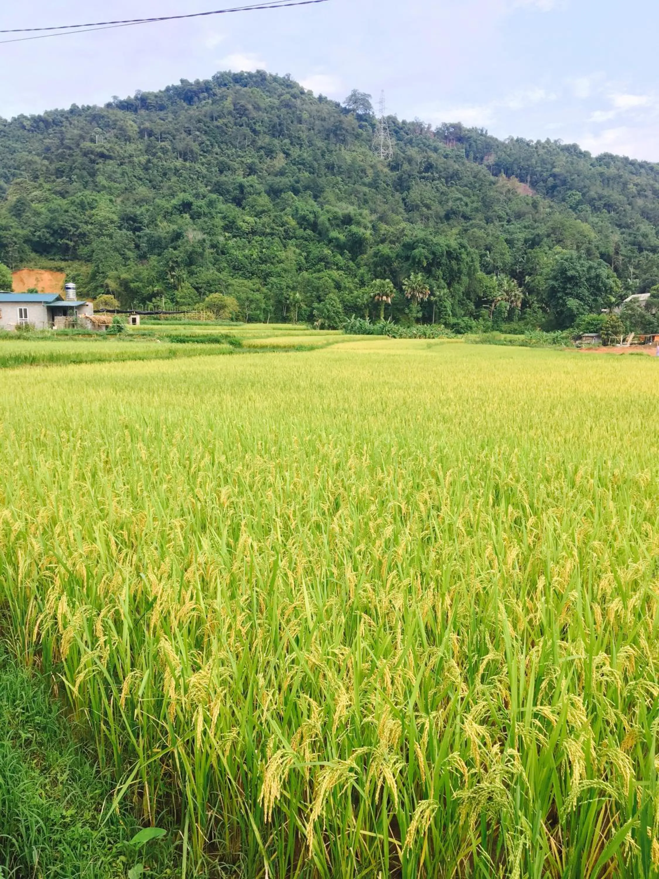 Royal Hotel Ha Giang