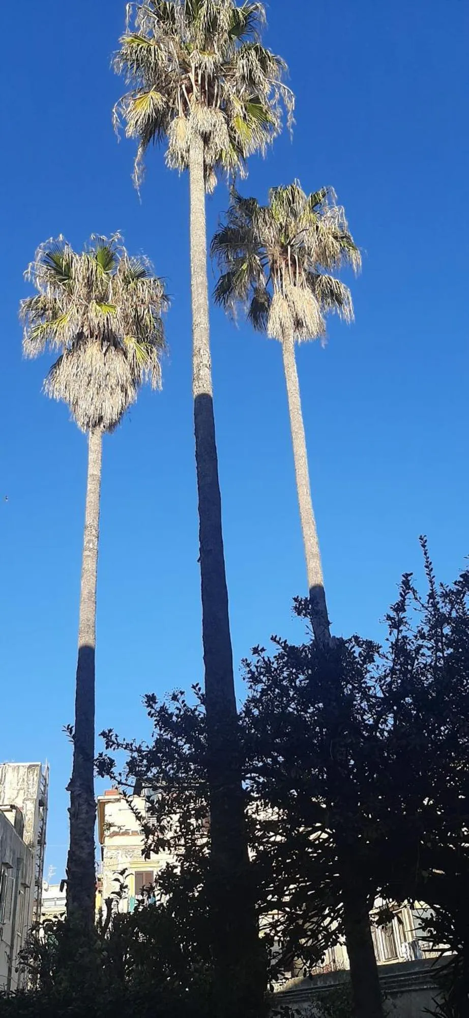 Garden view in Villa Pacis
