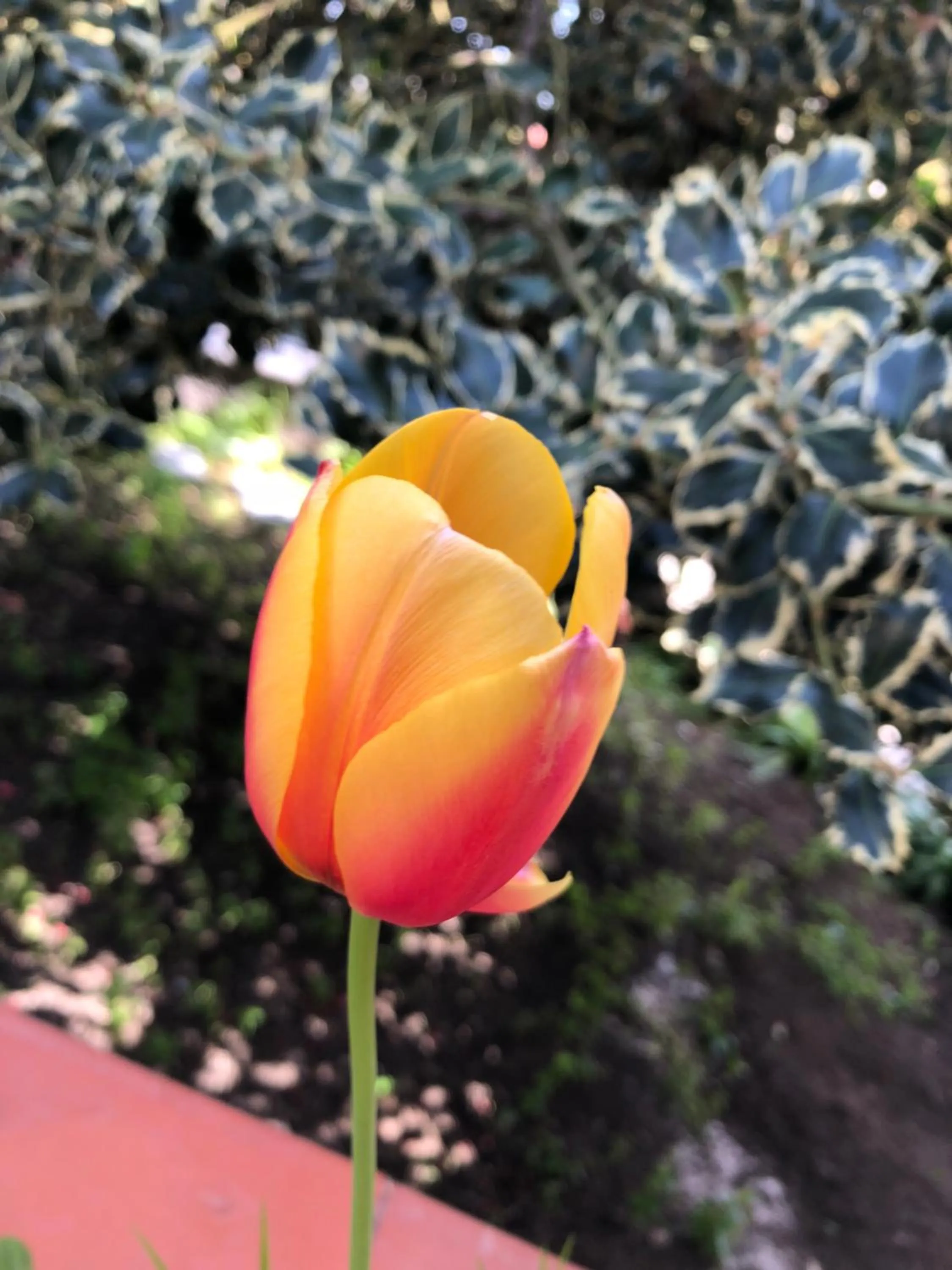 L'Agrifoglio Dell'Etna