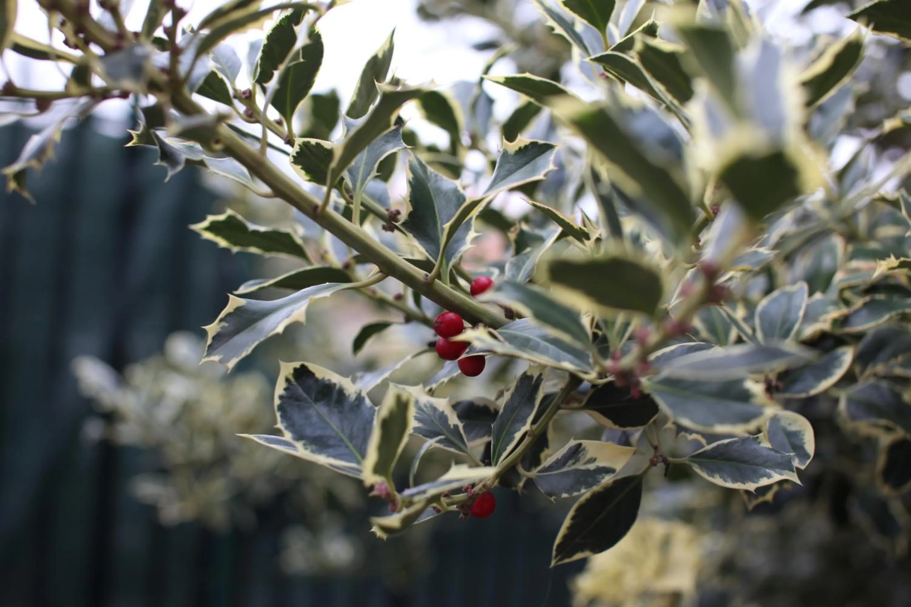 Garden in L'Agrifoglio Dell'Etna