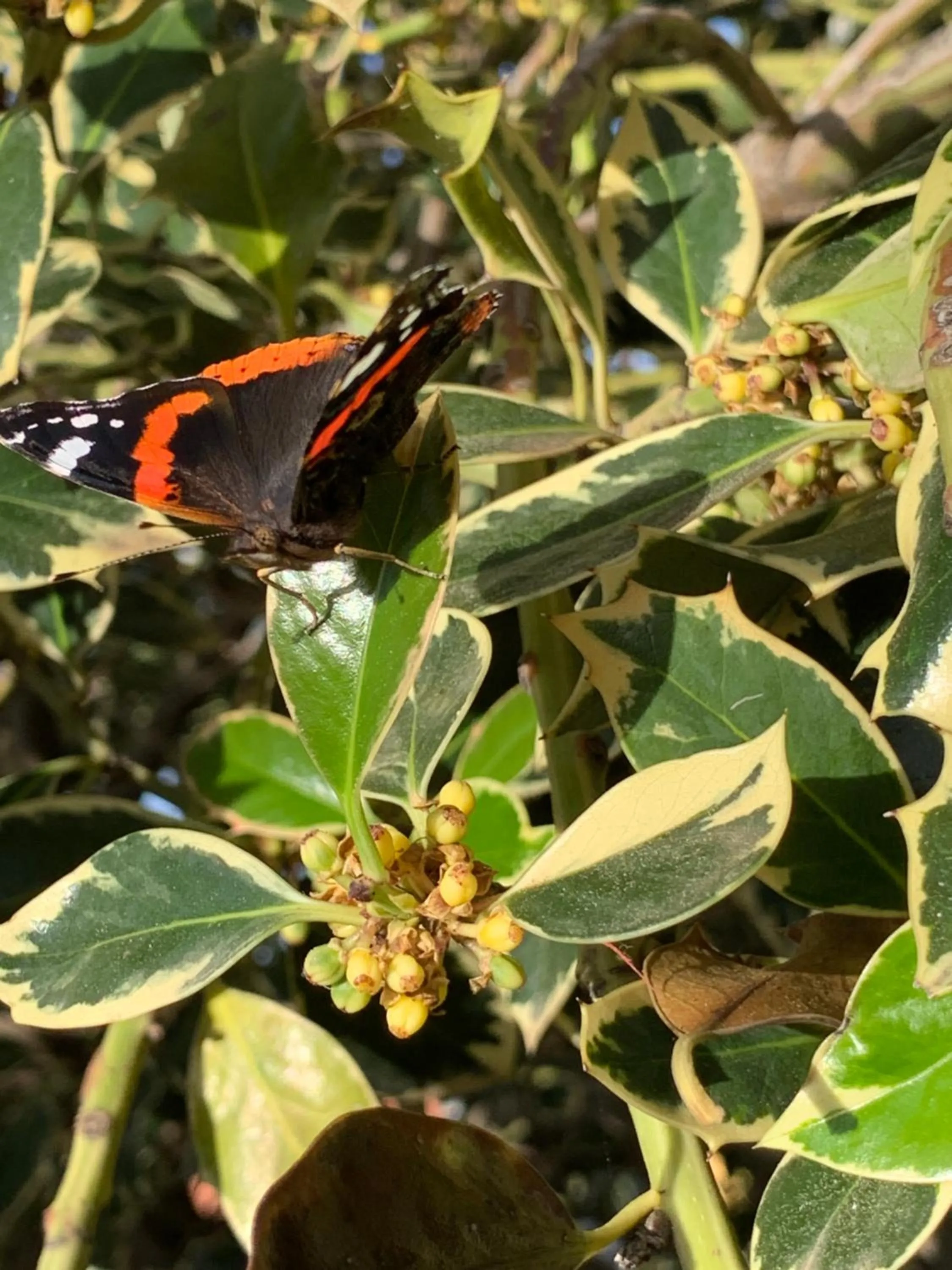 L'Agrifoglio Dell'Etna