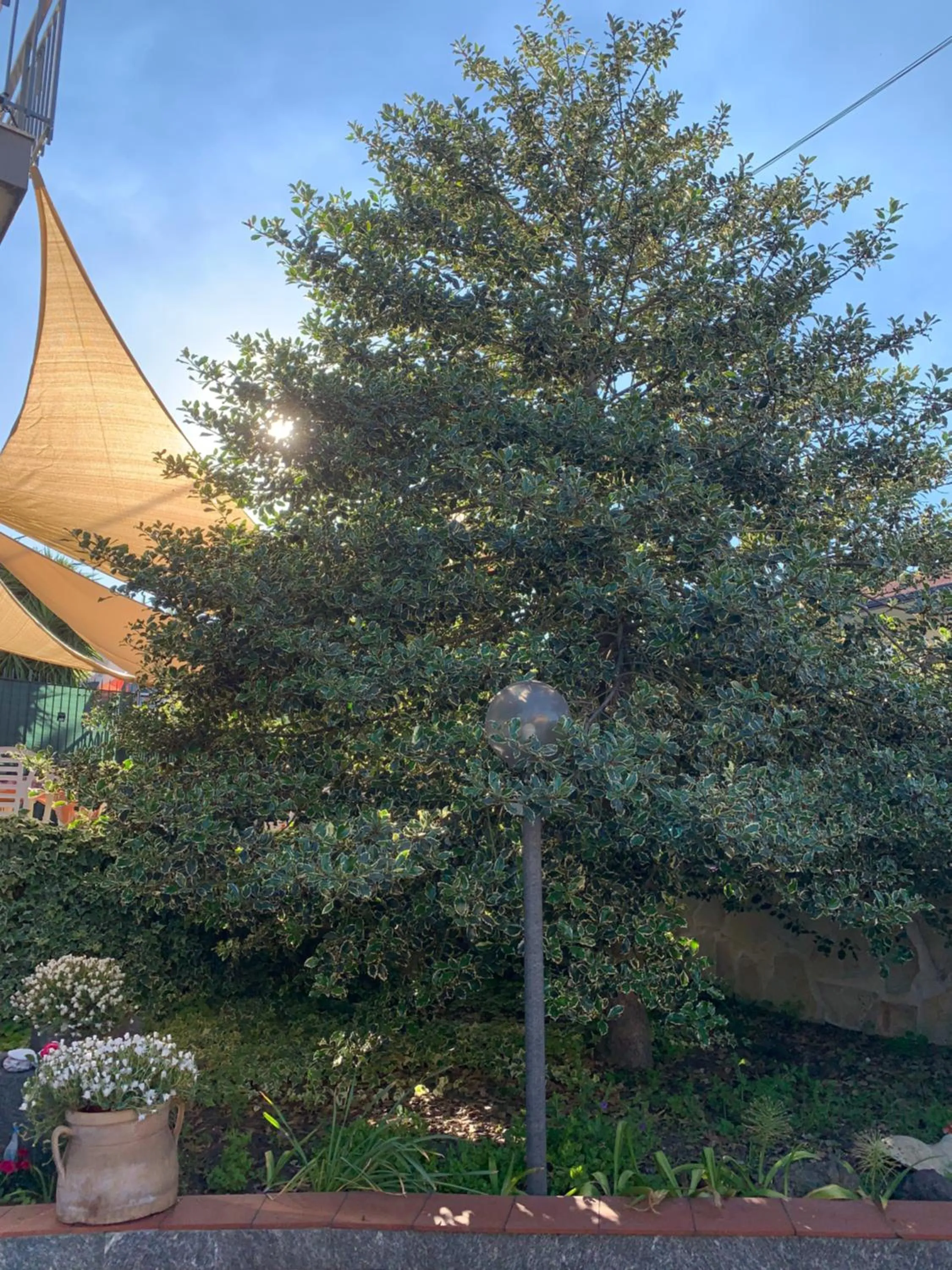 L'Agrifoglio Dell'Etna