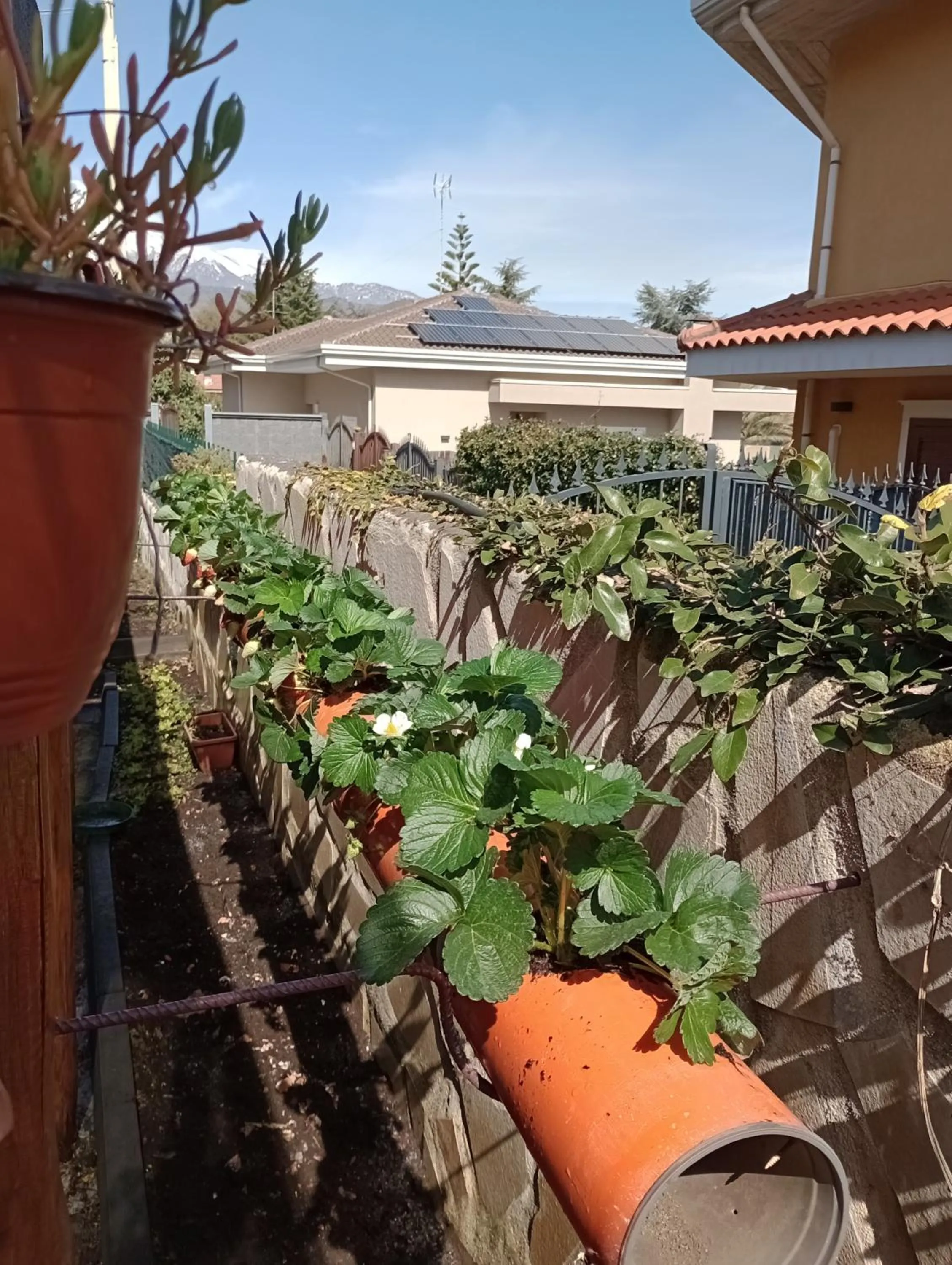 L'Agrifoglio Dell'Etna