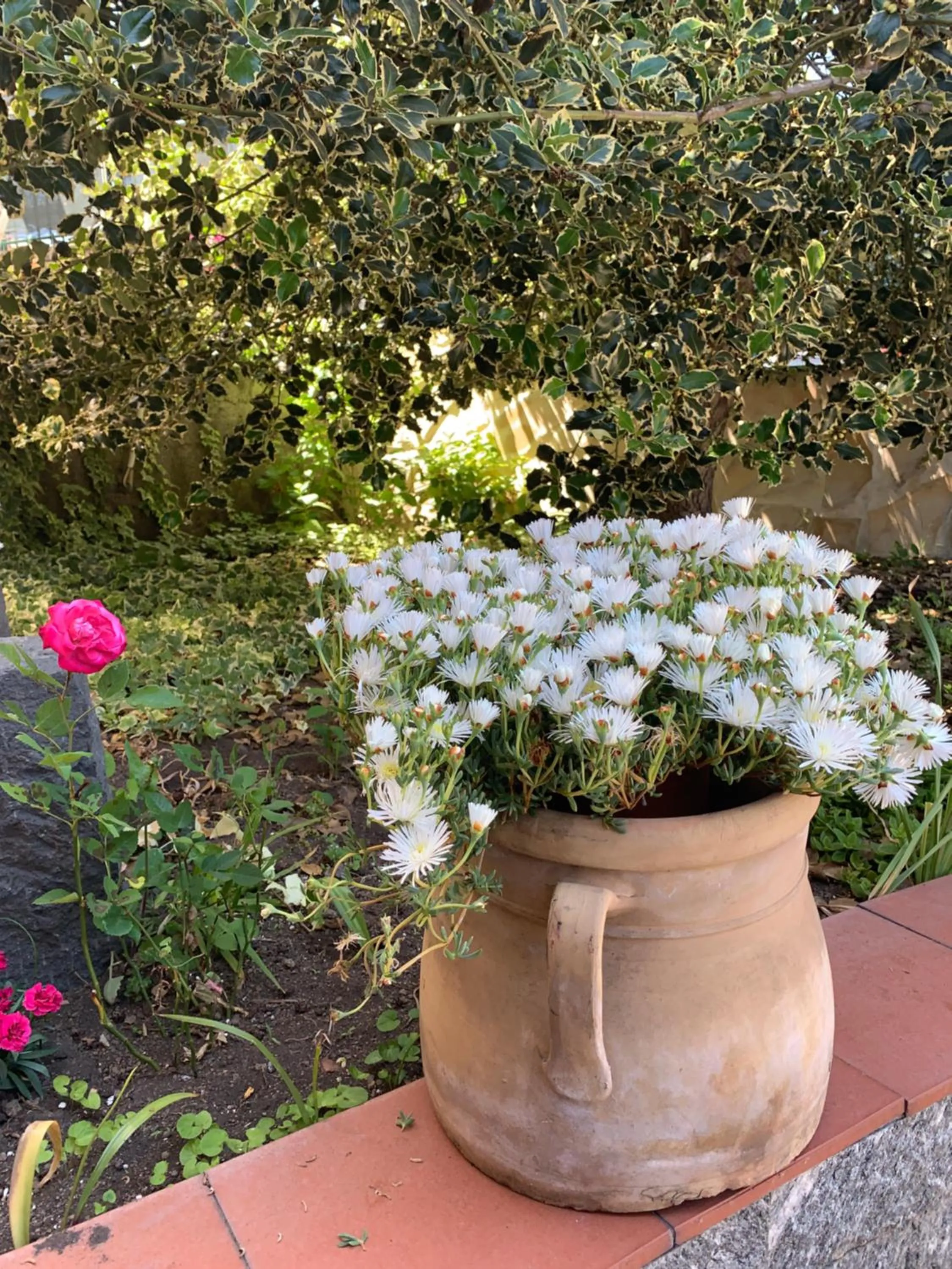 L'Agrifoglio Dell'Etna