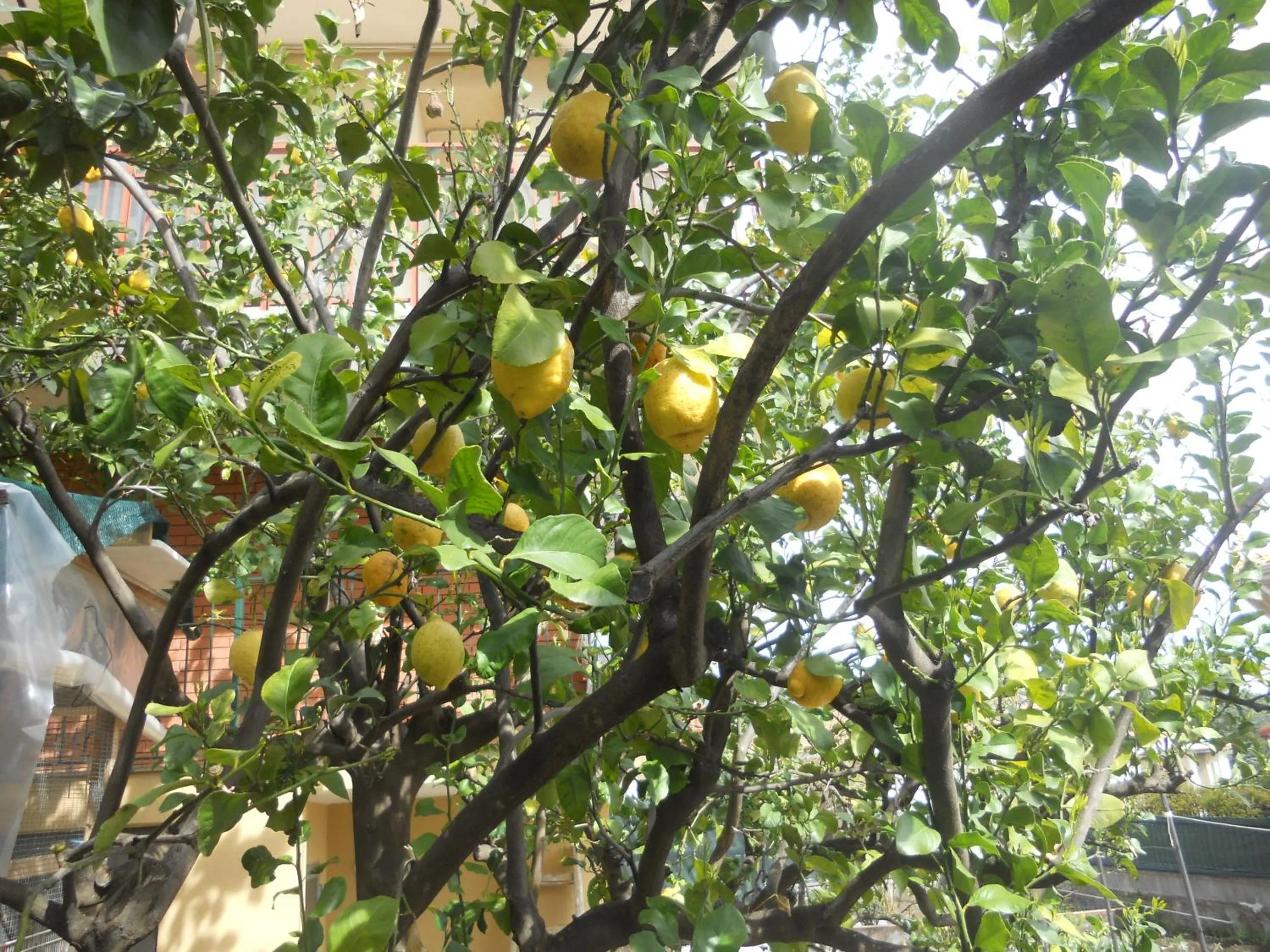 Garden in L'Agrifoglio Dell'Etna