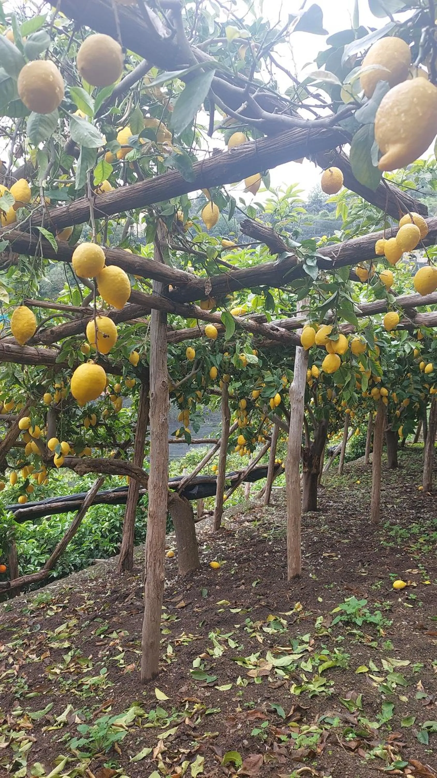 La Valle Delle Ferriere