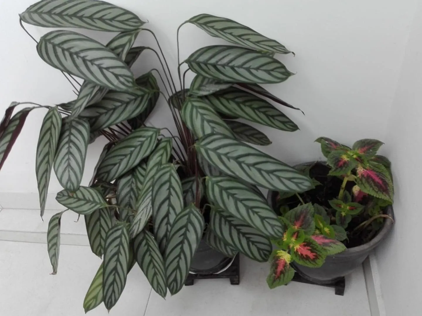 Hotel Hortensia Real