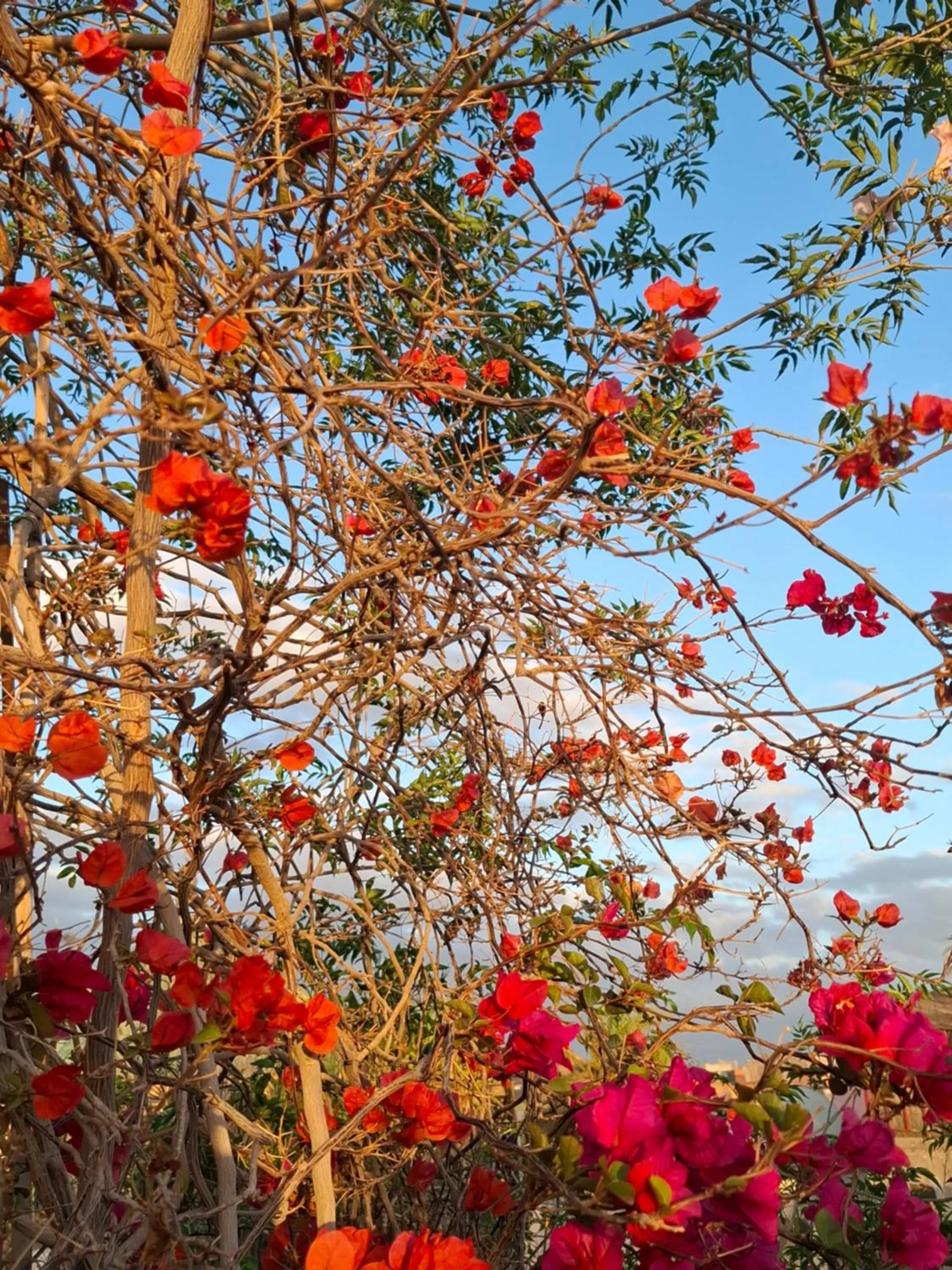 Spring in Riad Dar Oulhoum