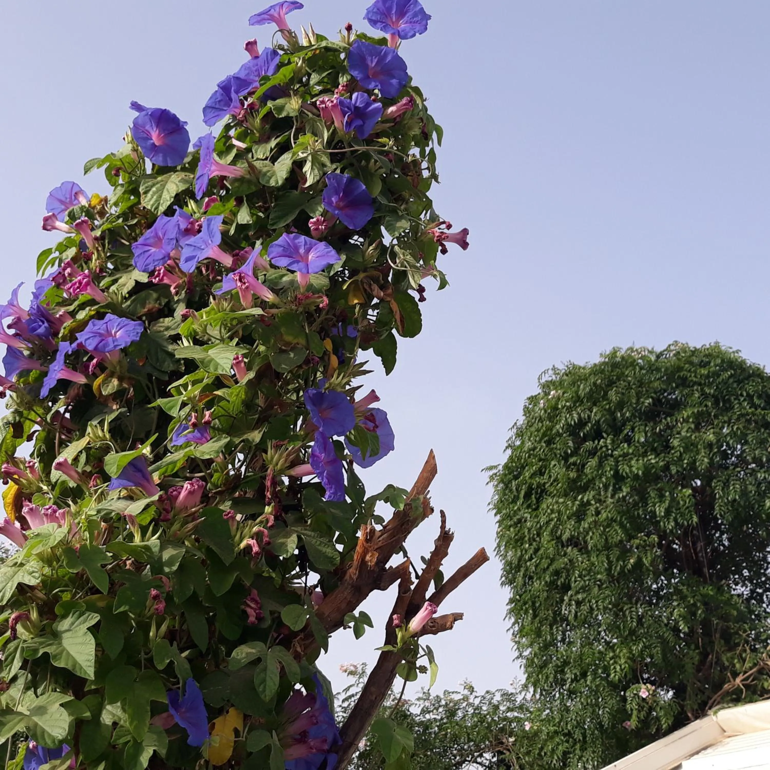 Patio in Riad Dar Oulhoum