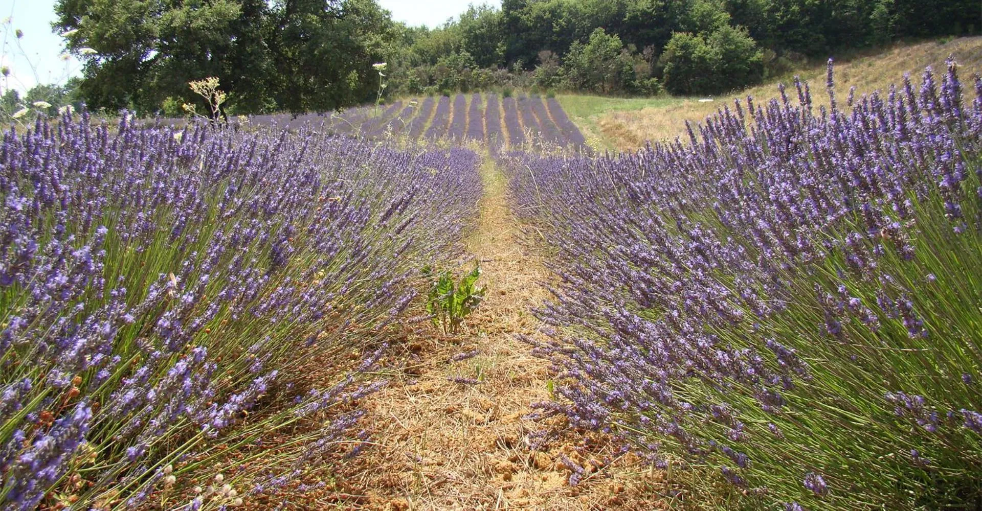 Garden view in Il Poggio di Teo