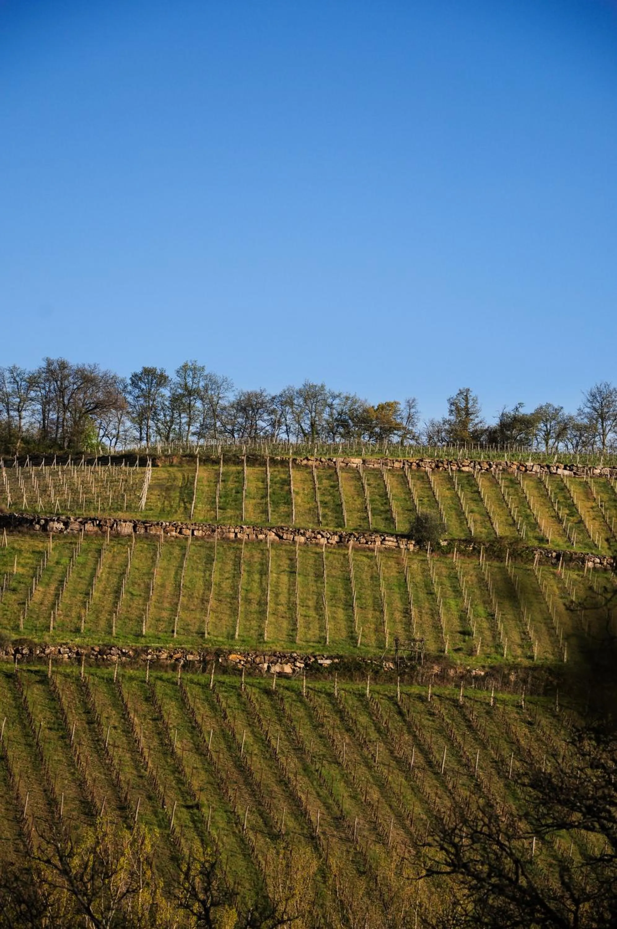 Natural landscape in B&B Fagiolari