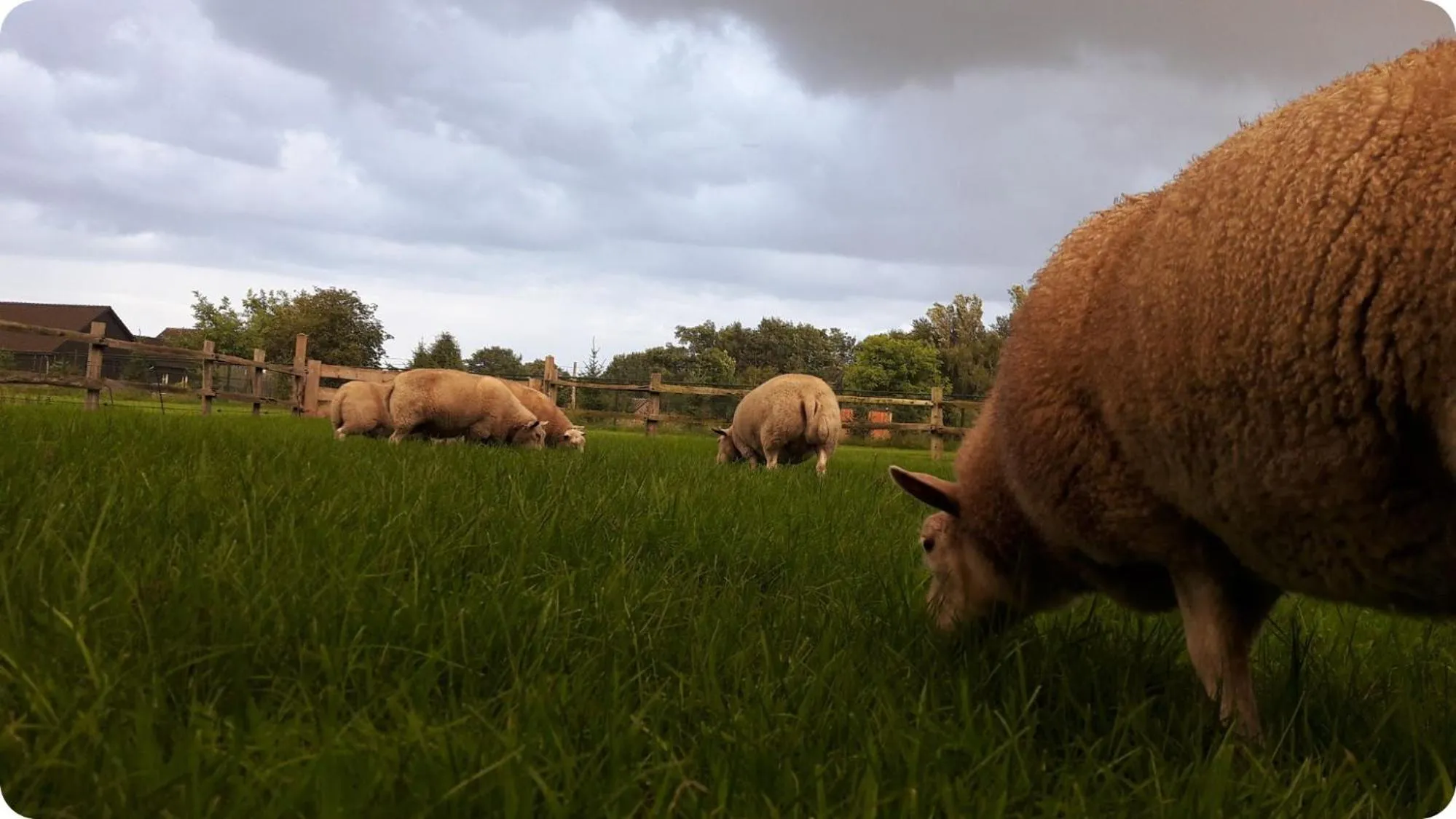 Animals in Het geheim van Merselo