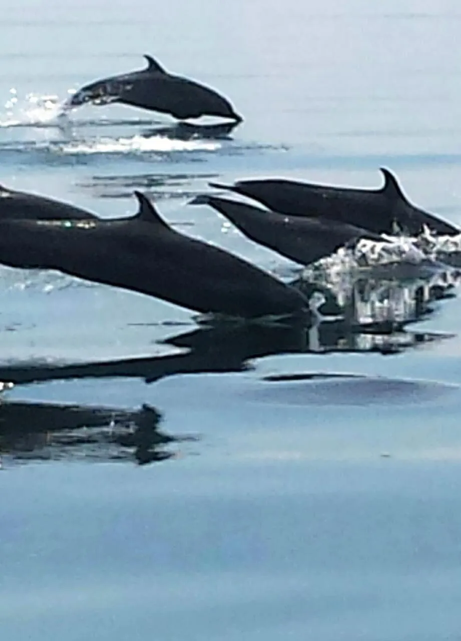 Animals in Cabinas Jimenez