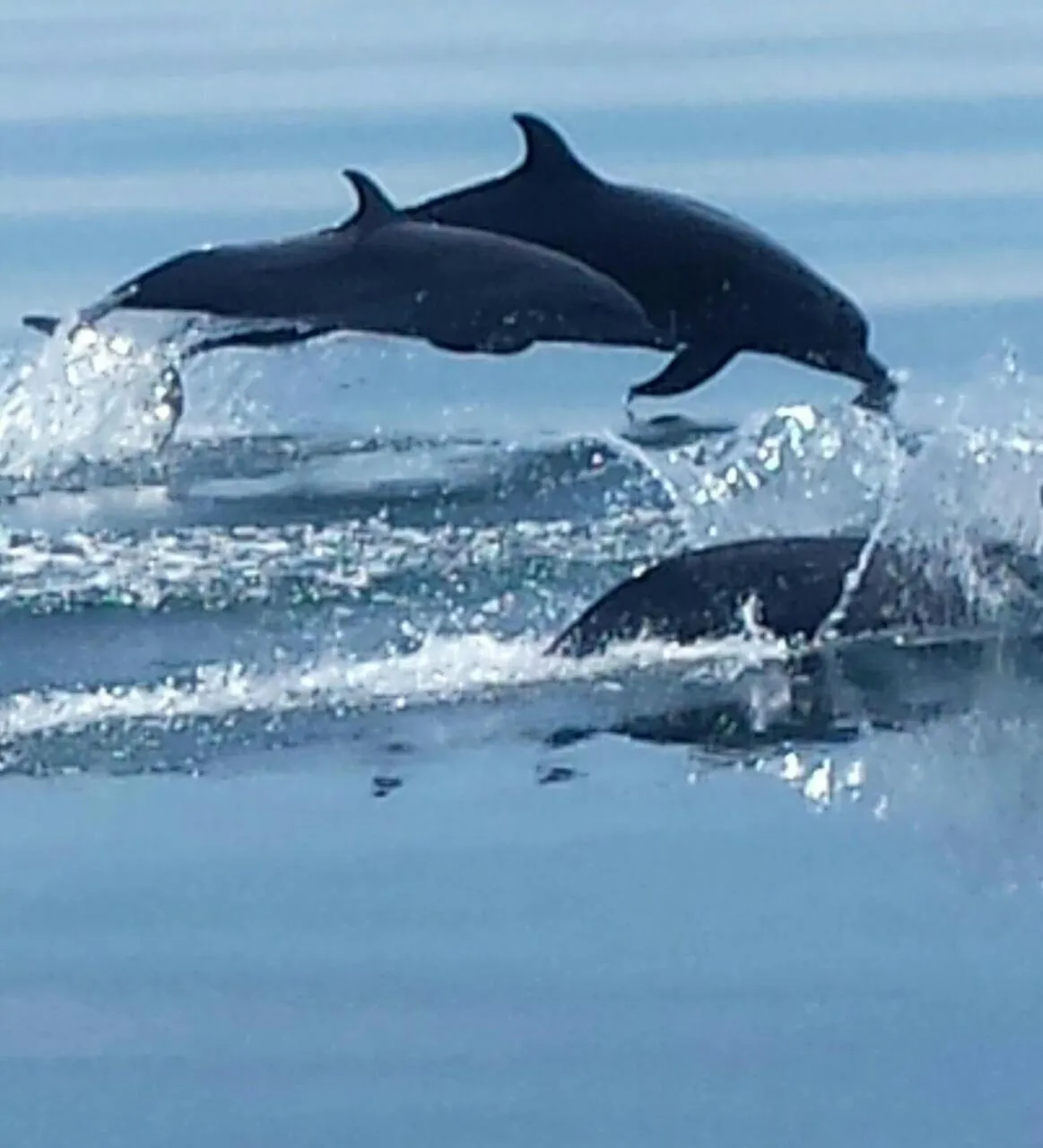 Animals in Cabinas Jimenez
