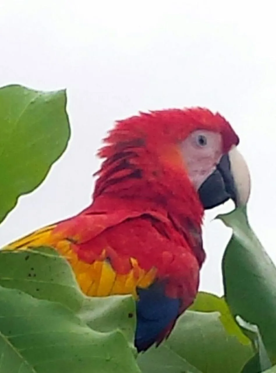 Animals in Cabinas Jimenez