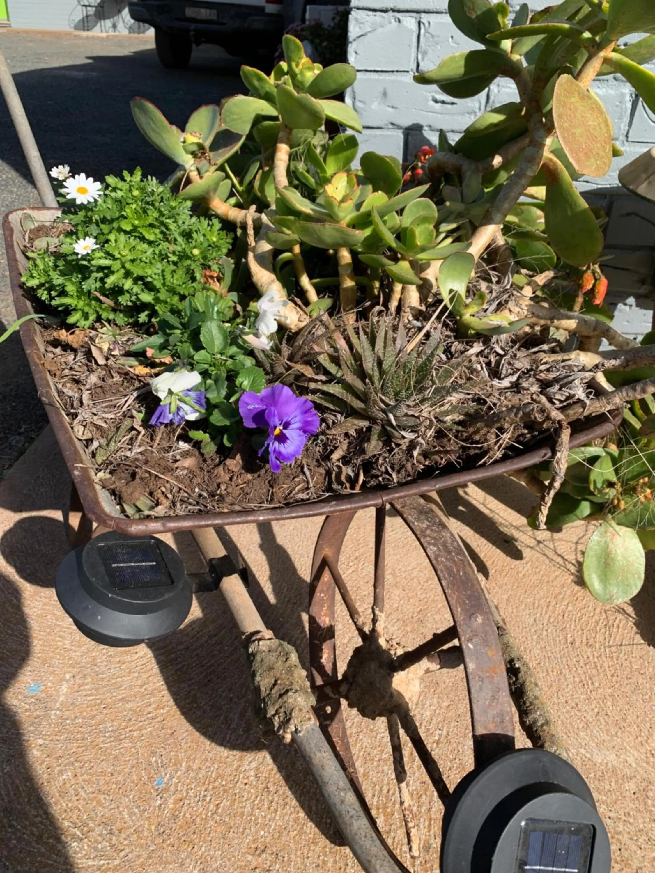 Garden in Temora Motel - UNDER NEW MANAGEMENT