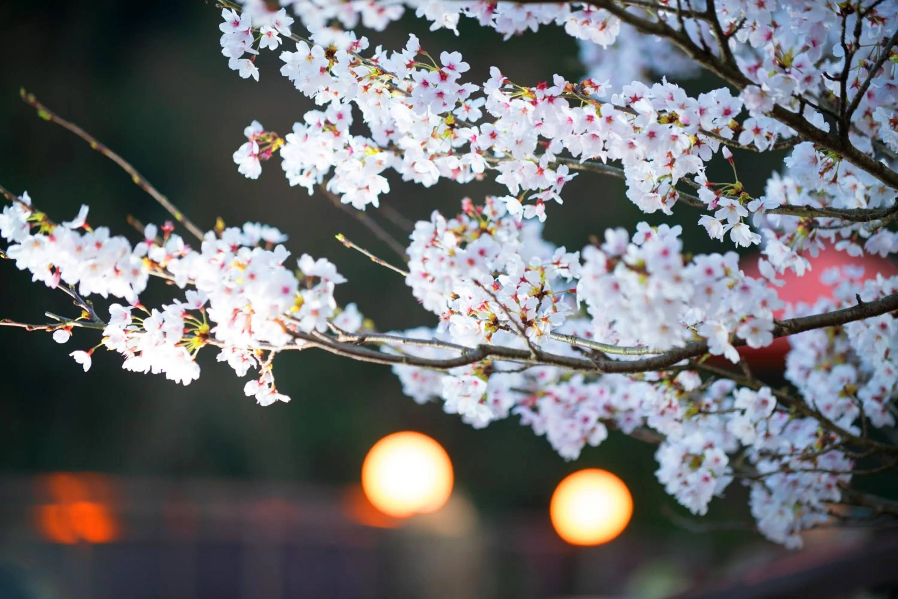View (from property/room) in Seiryuso