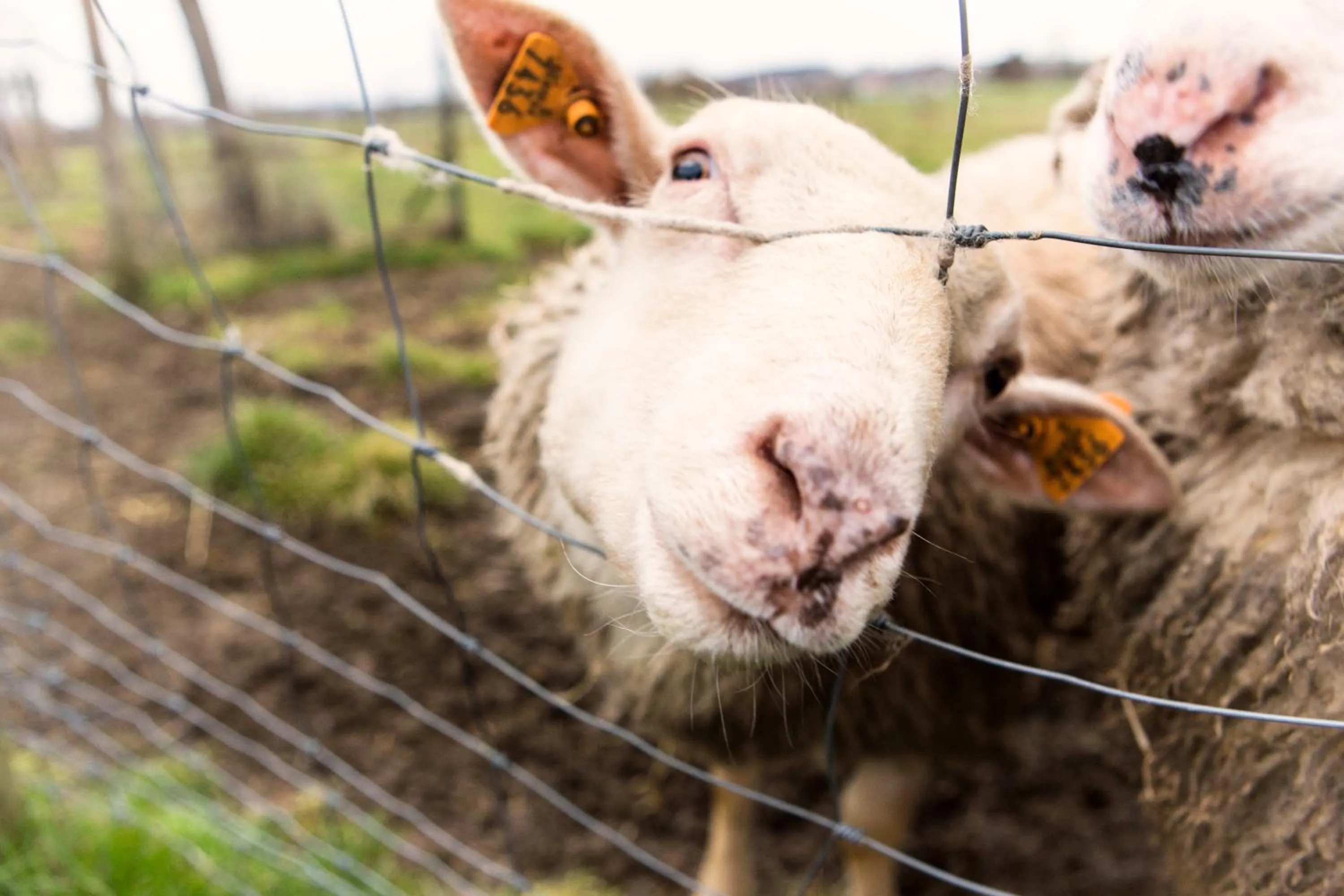 Garden in B&B Hoeve de Schapenkop