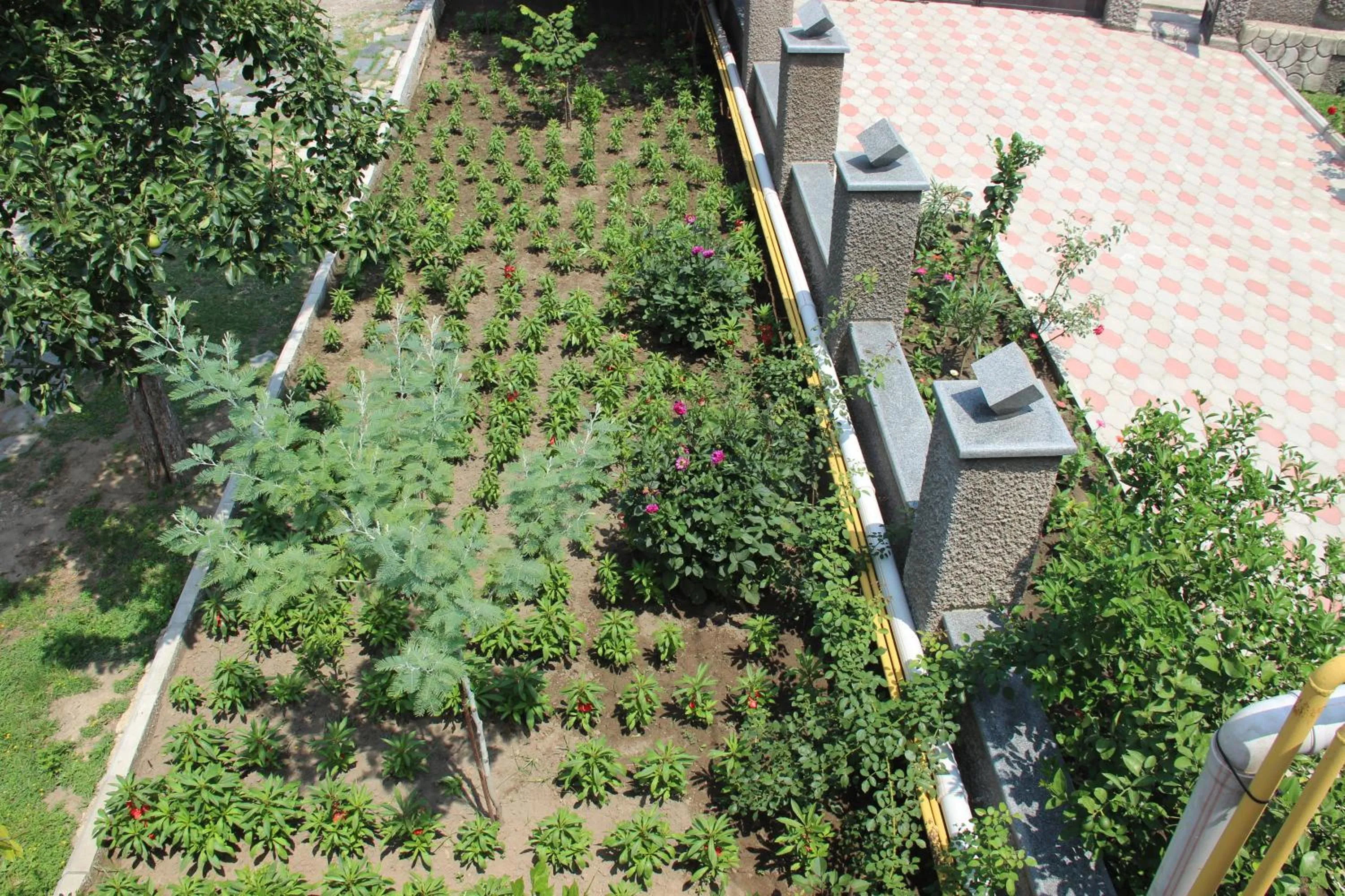 Garden in Hotel Oniks