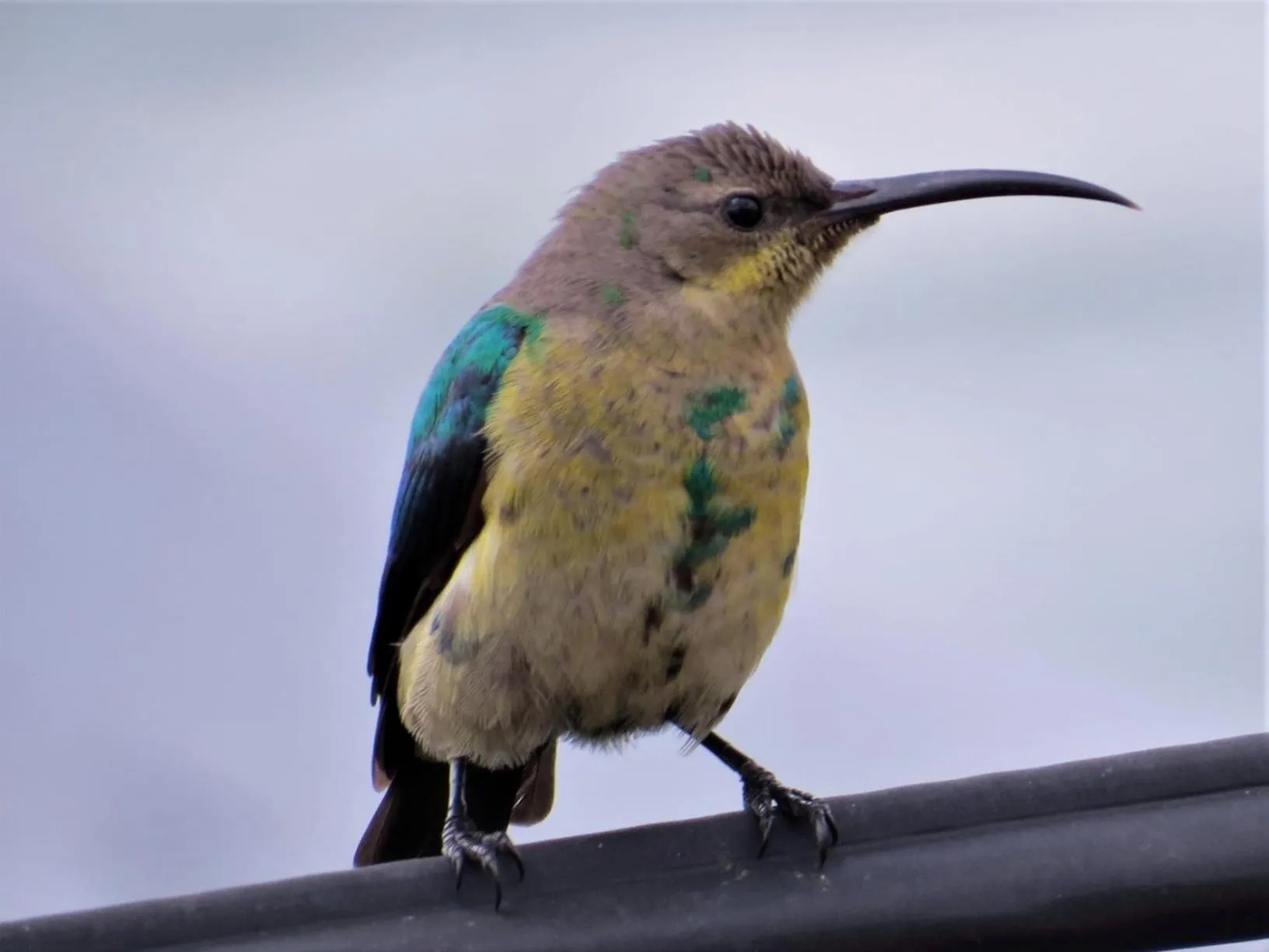 Garden in Amazing Grace B&B