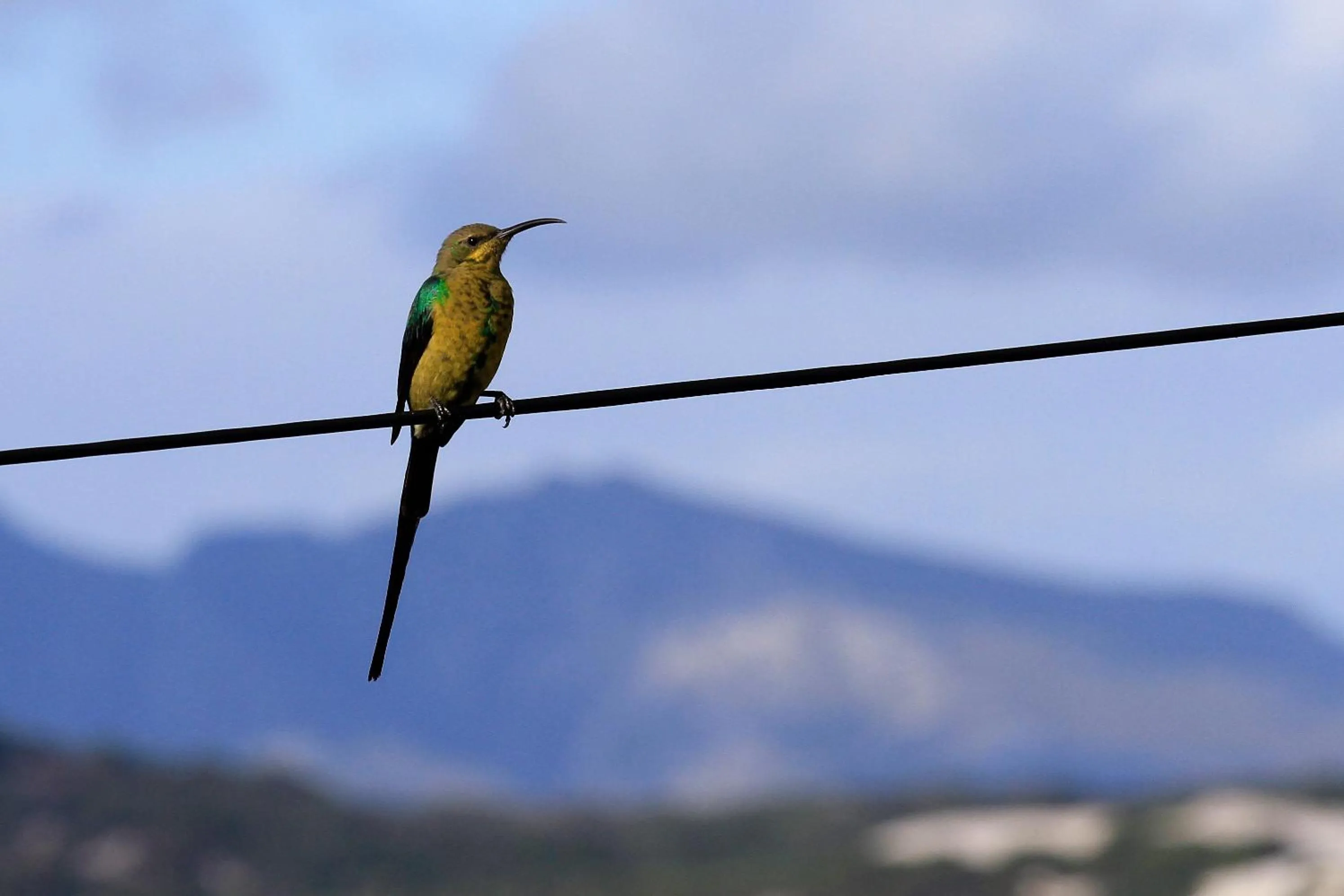 Garden in Amazing Grace B&B