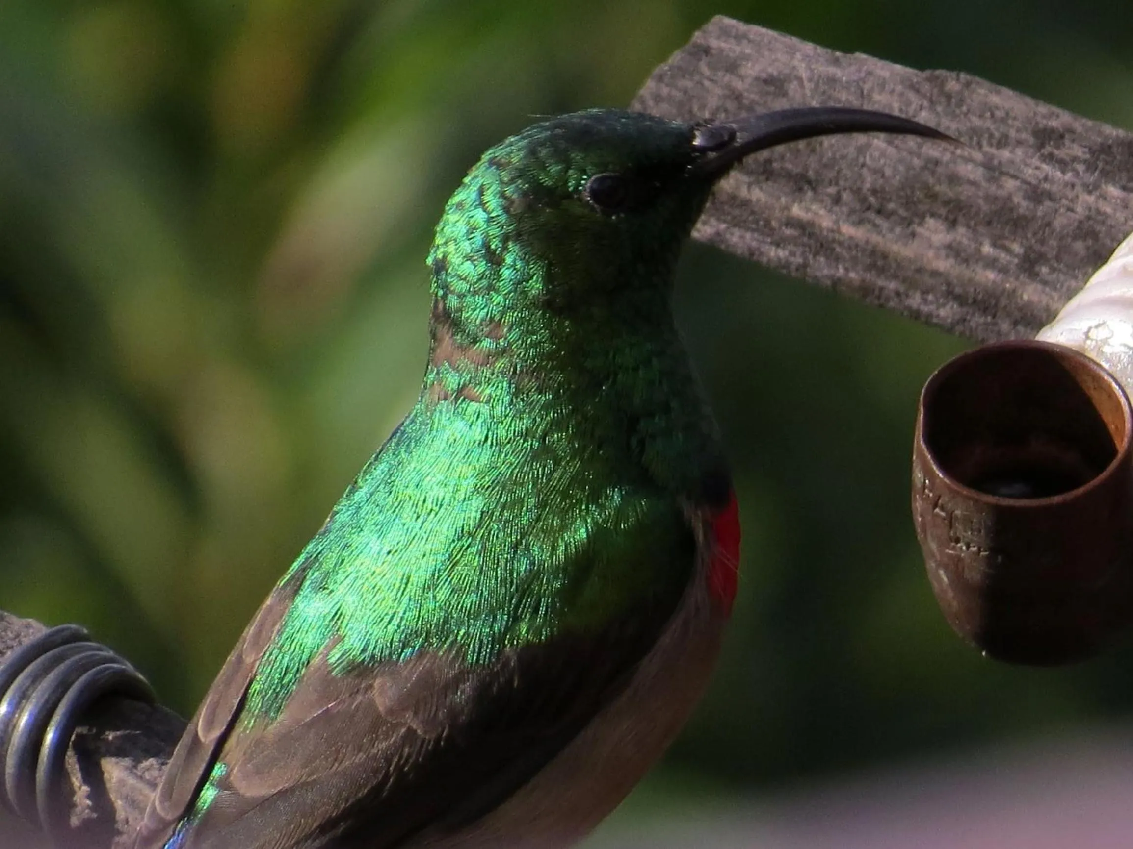 Animals in Amazing Grace B&B