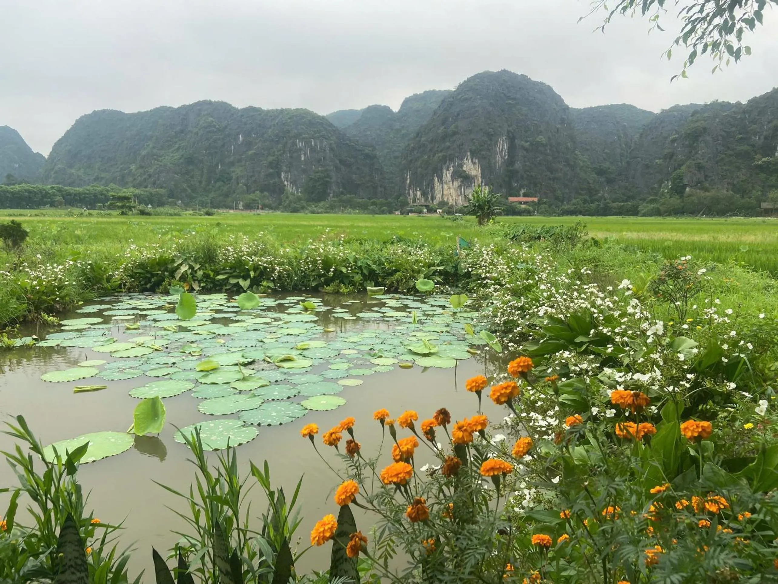 Garden view in Tam Coc Mountain View Homestay
