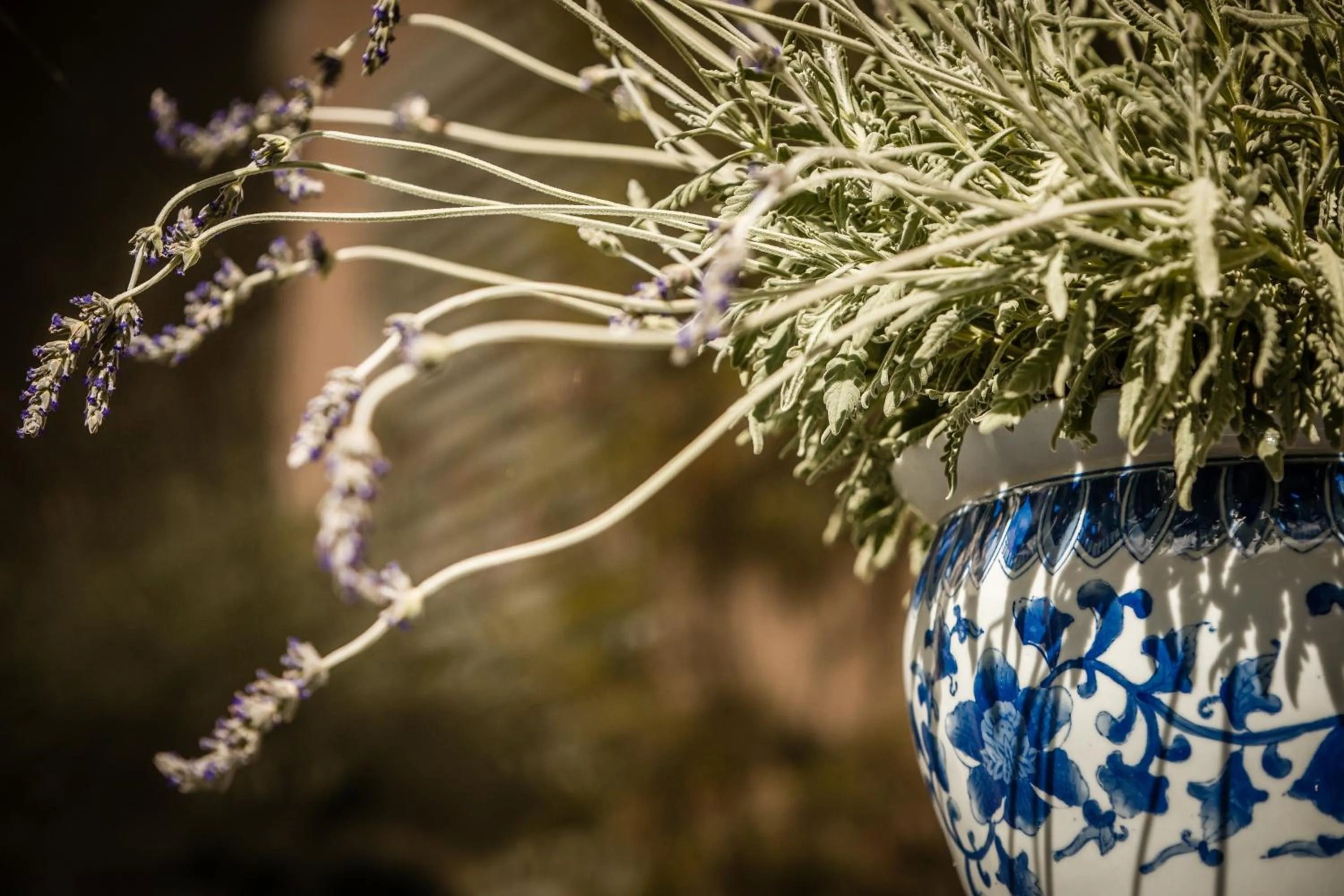 Garden in Maison Fernanda