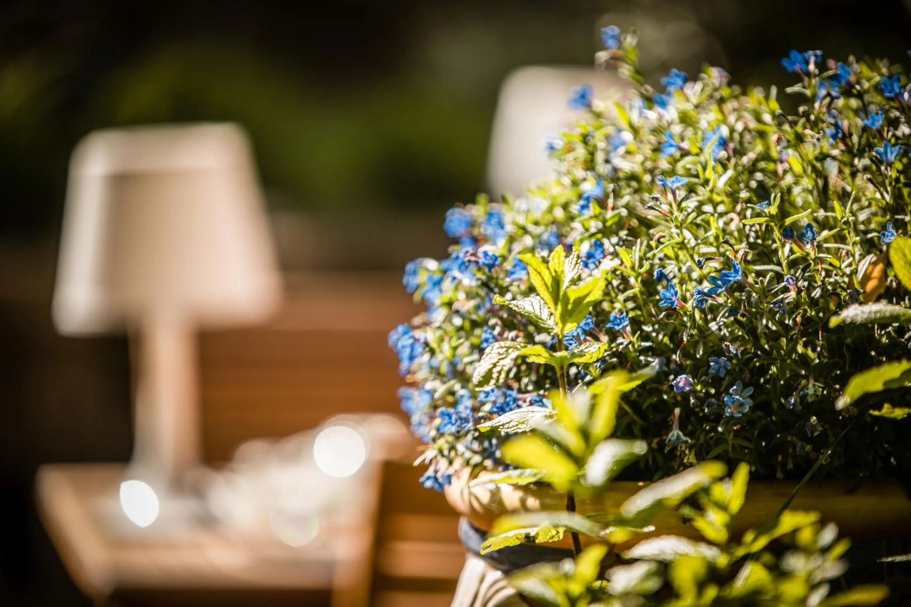 Garden in Maison Fernanda