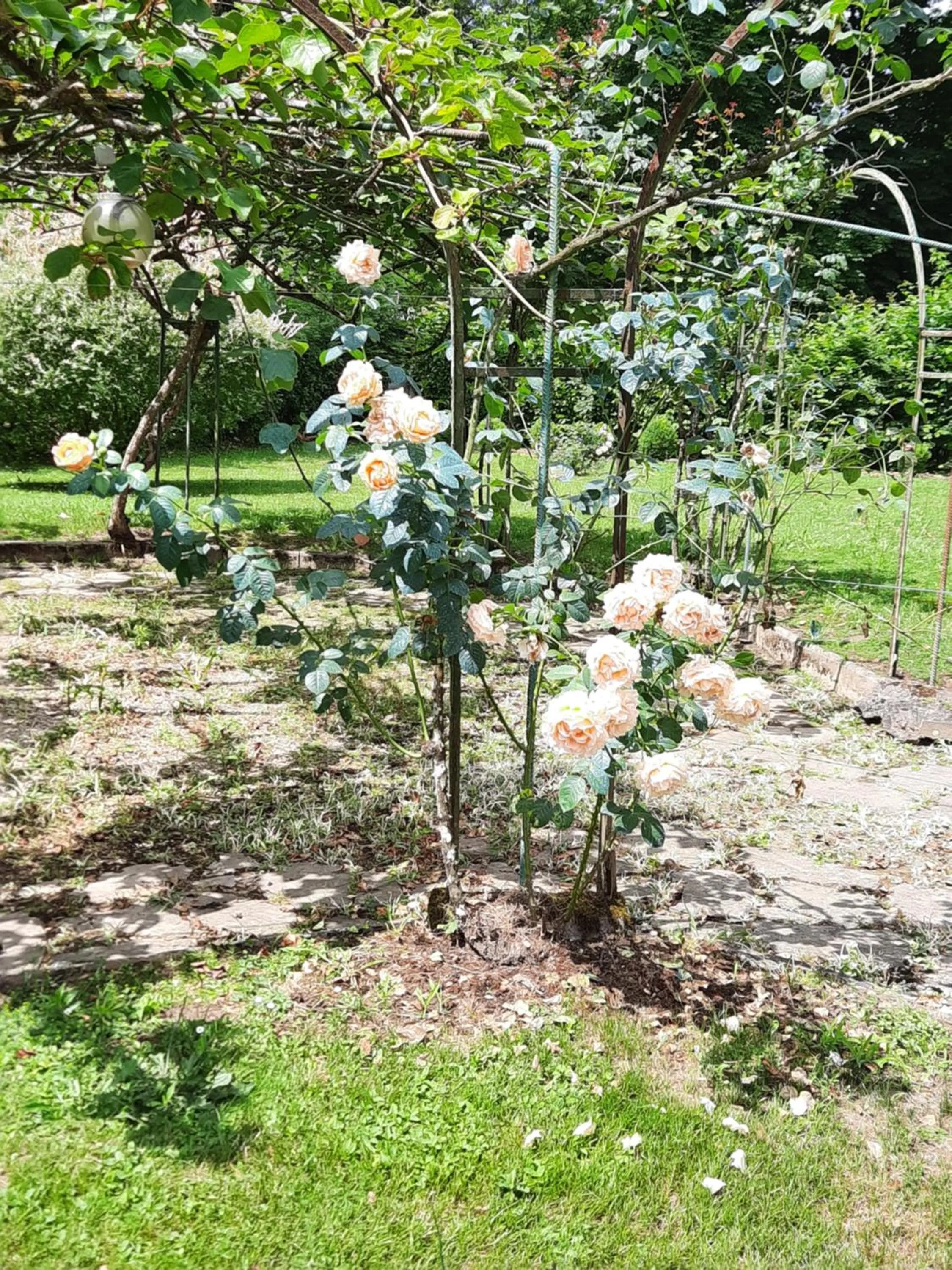 Garden in Hostellerie de La Roseraie