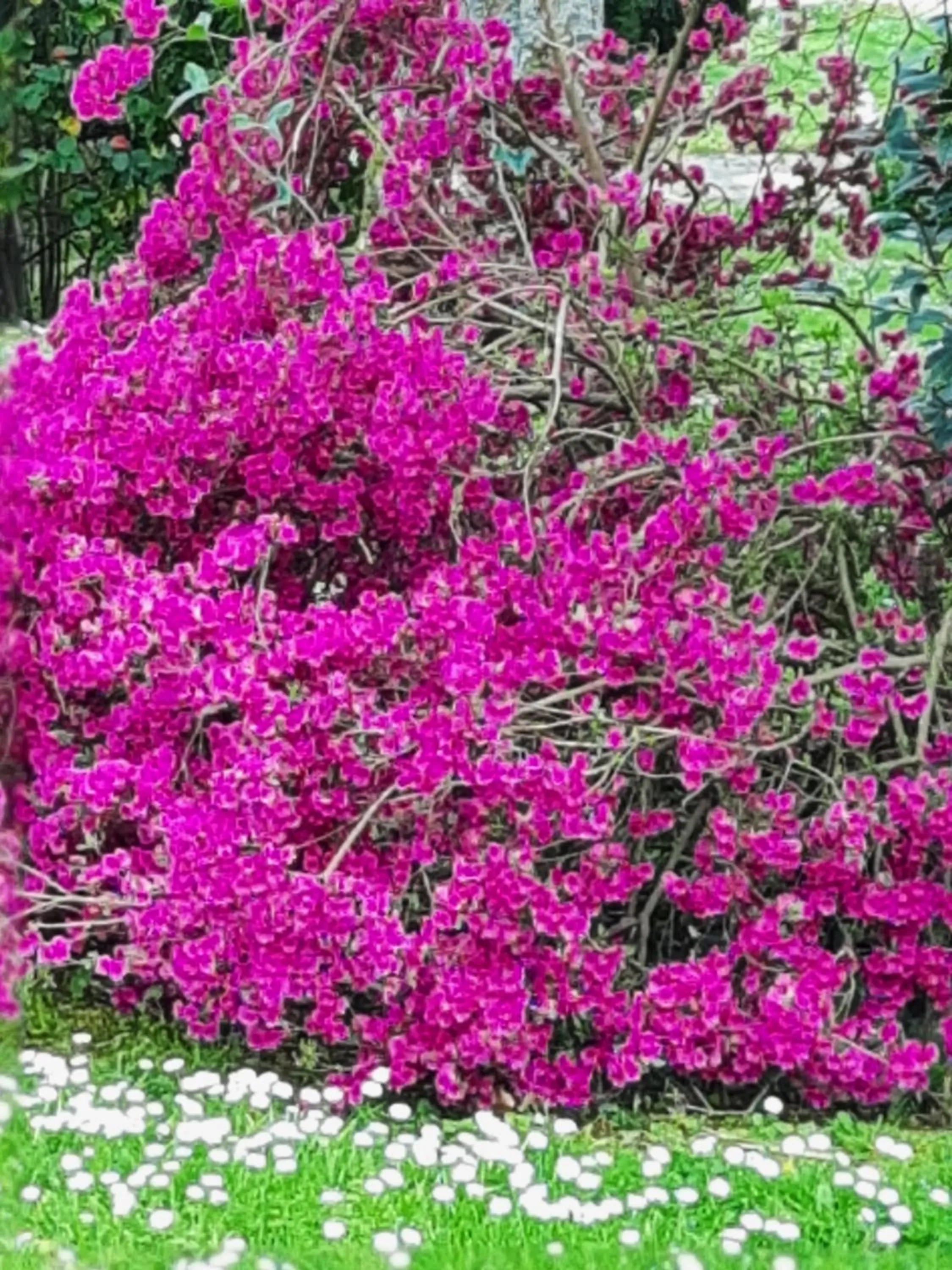 Garden in Hostellerie de La Roseraie