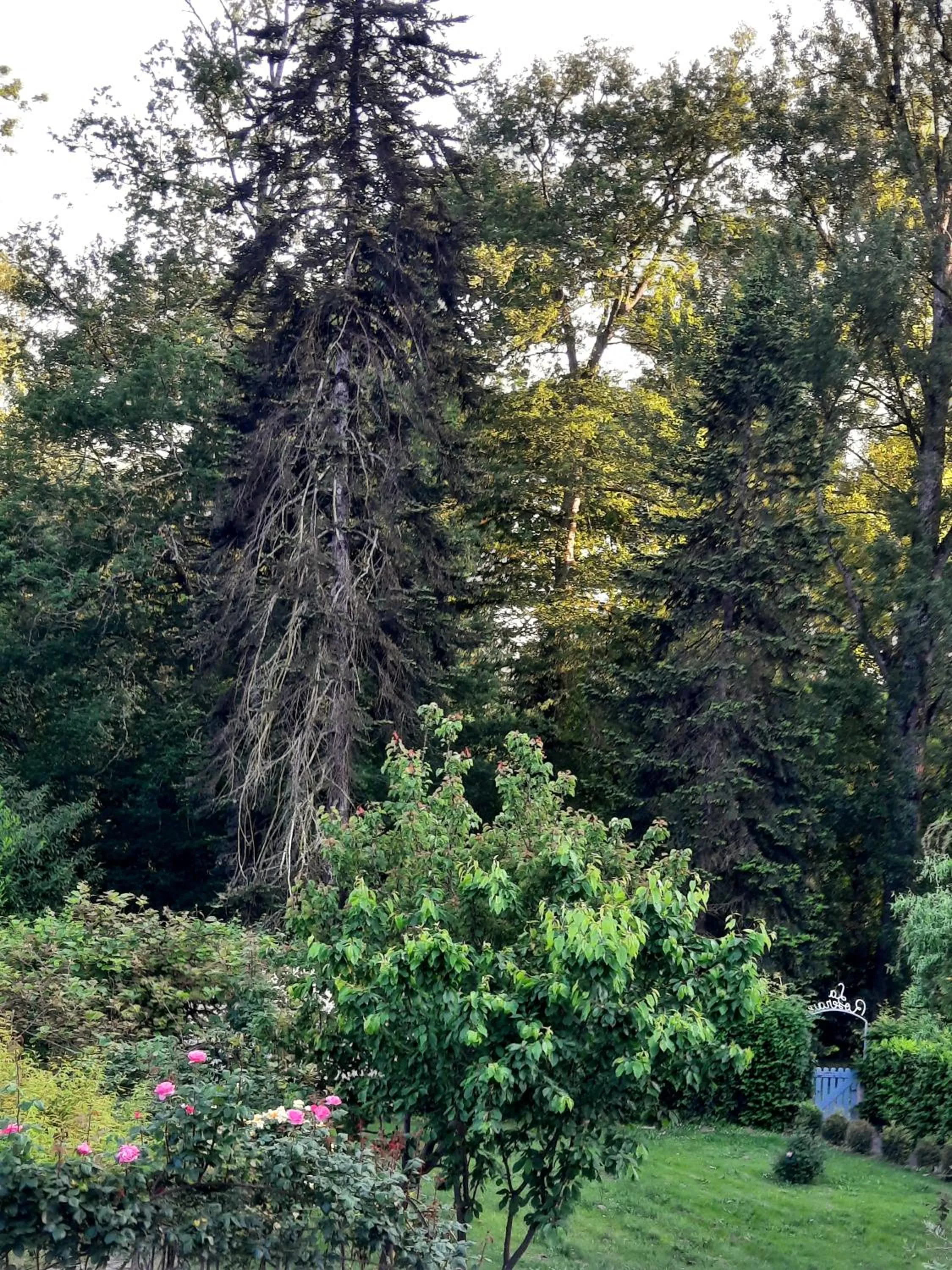 Garden view in Hostellerie de La Roseraie